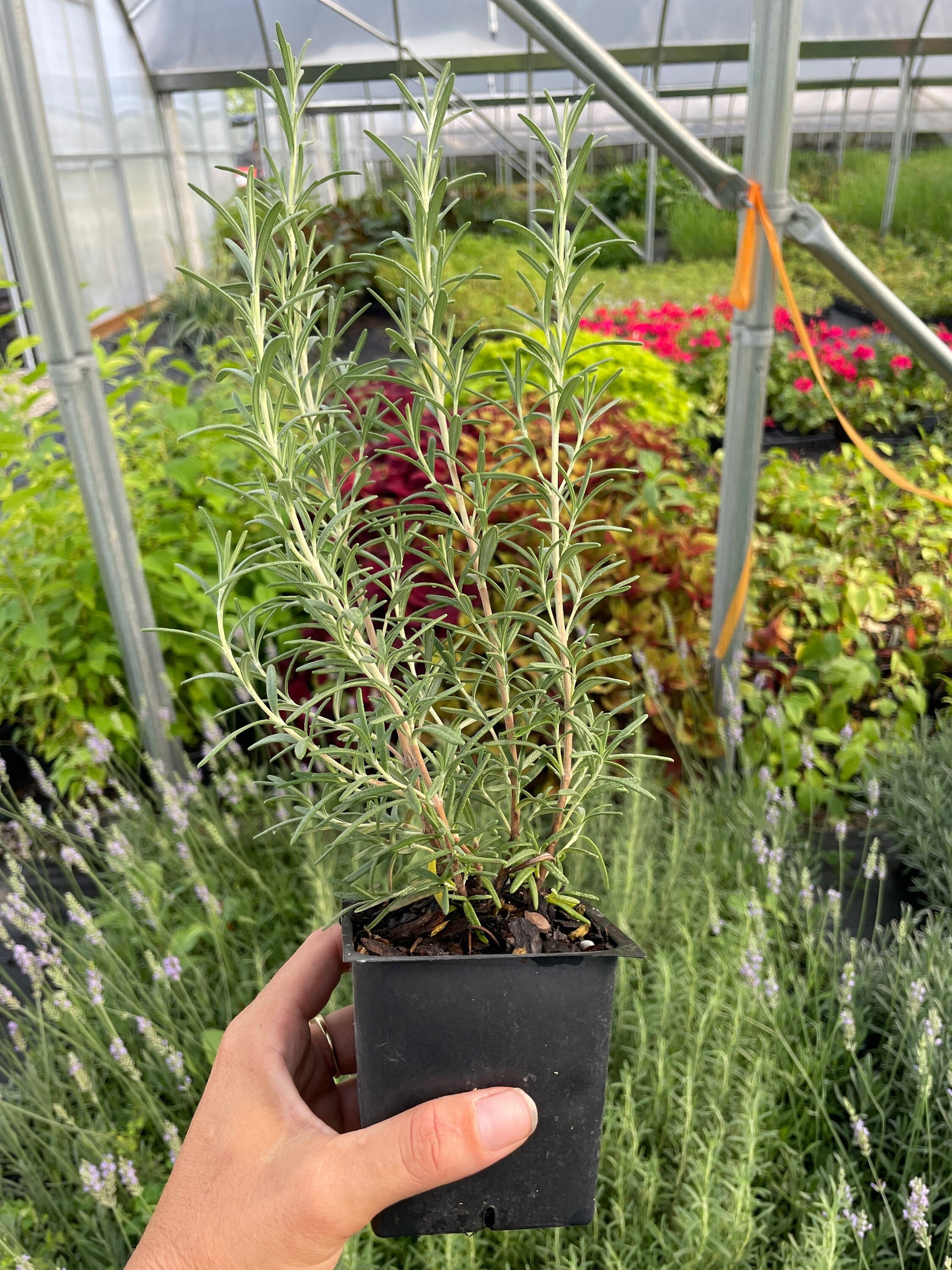 Daylily Nursery BBQ Rosemary Herb Plant (Green, 3.5 in) m62jy