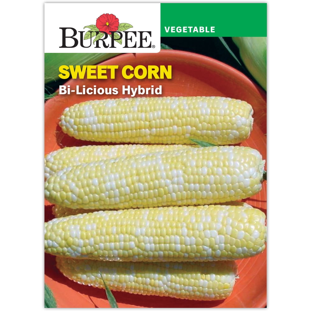 Burpee Bi-Licious Hybrid Corn Seeds (75 Seeds, Annual Vegetable) 1pekp
