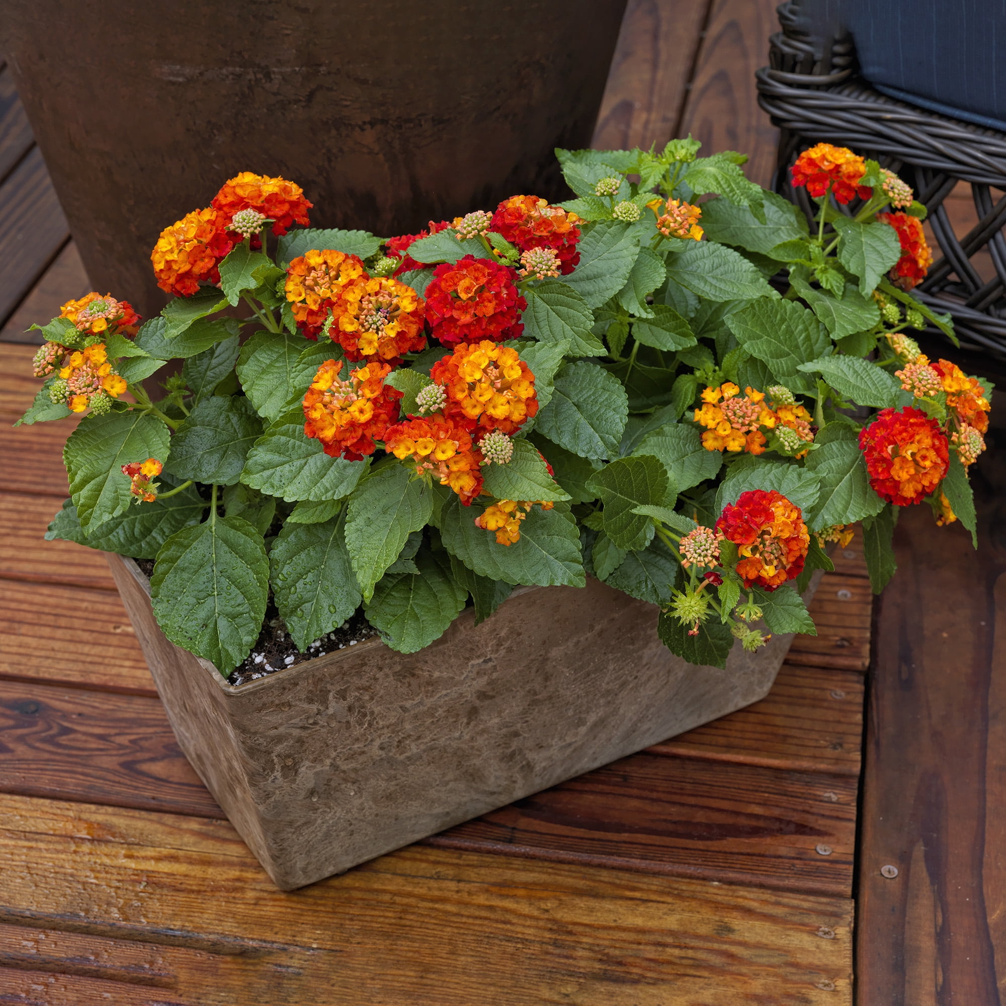 Expert Gardener Dallas Red Lantana Live Plant (Red, 2.5 qt) zzdt8