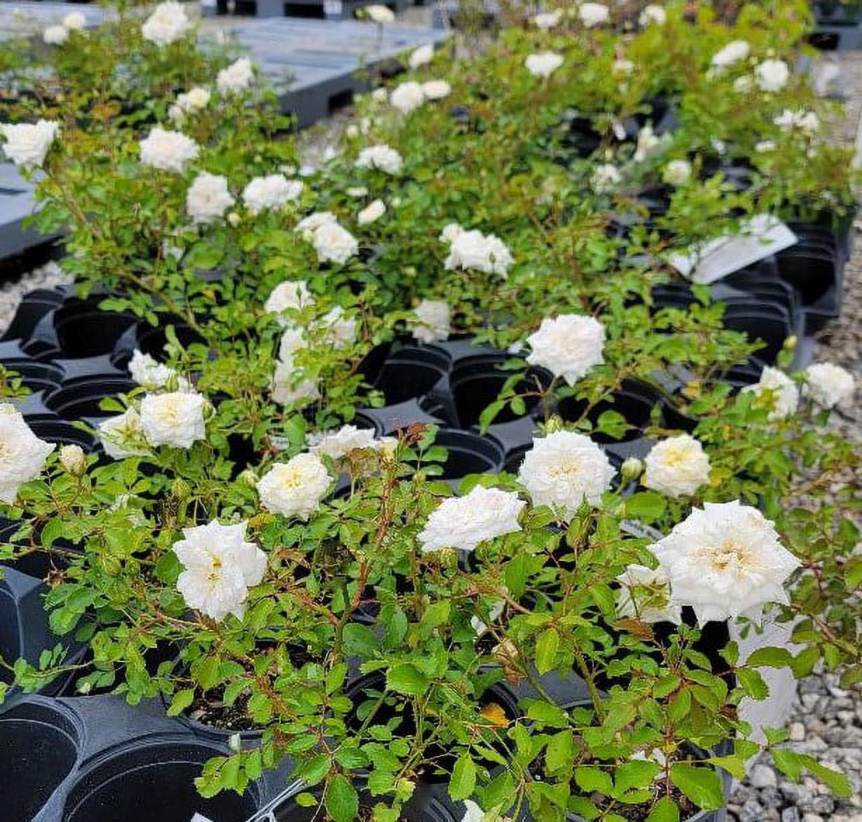 New Life Nursery & Garden White Drift Groundcover Rose Live Plant (1 QT) qhhzt