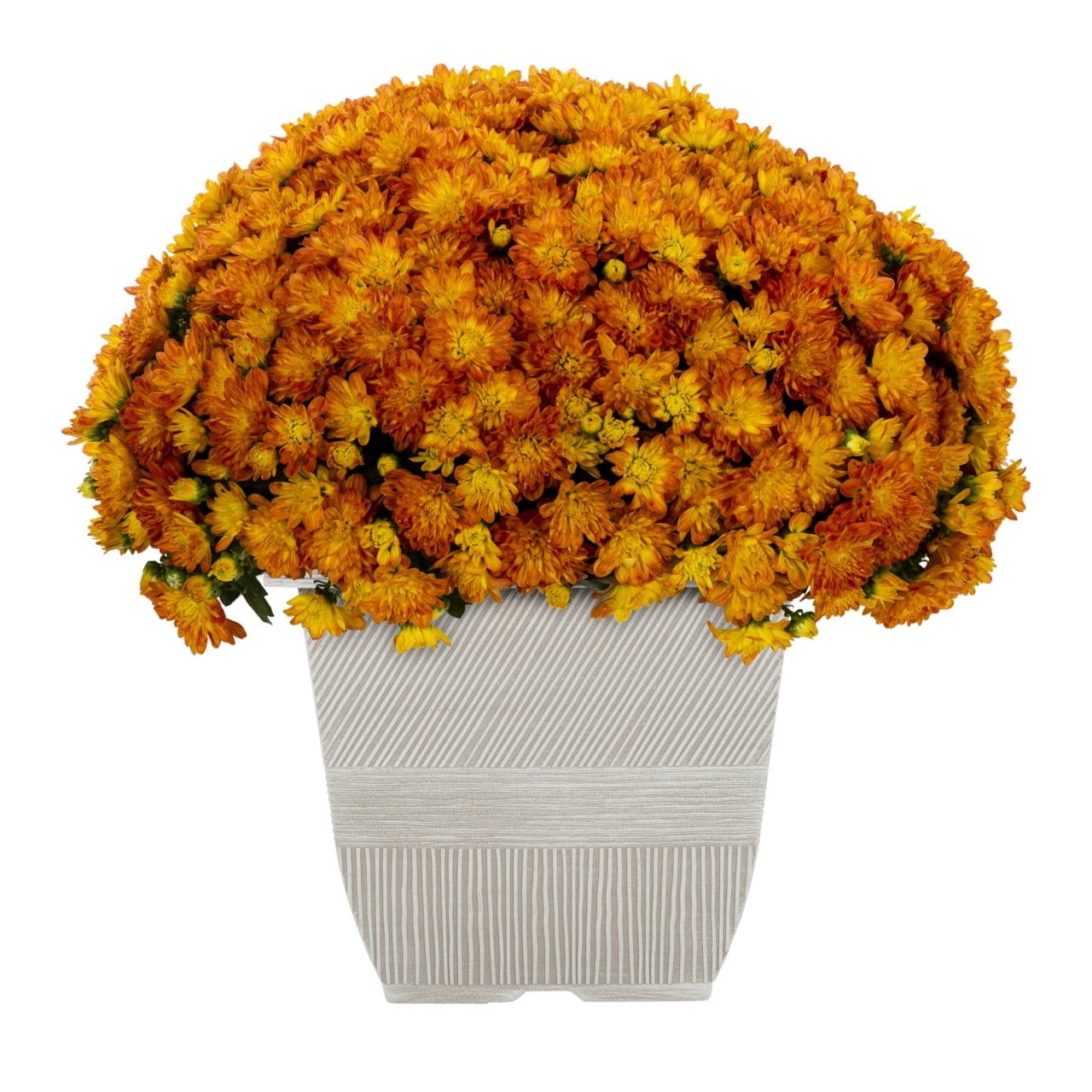 Expert Gardener Orange Garden Chrysanthemum Live Plant in Decorative Square Pot (1 gal) zbjss