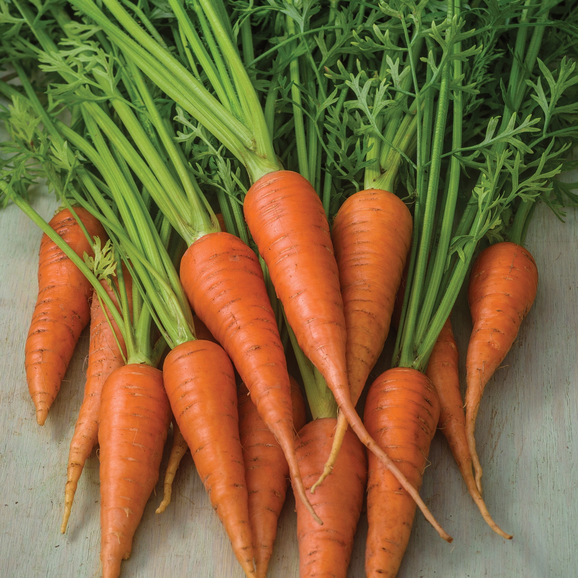 Burpee Short 'N Sweet Carrot Seeds for Vegetable Gardening (1-Pack) 92fs5