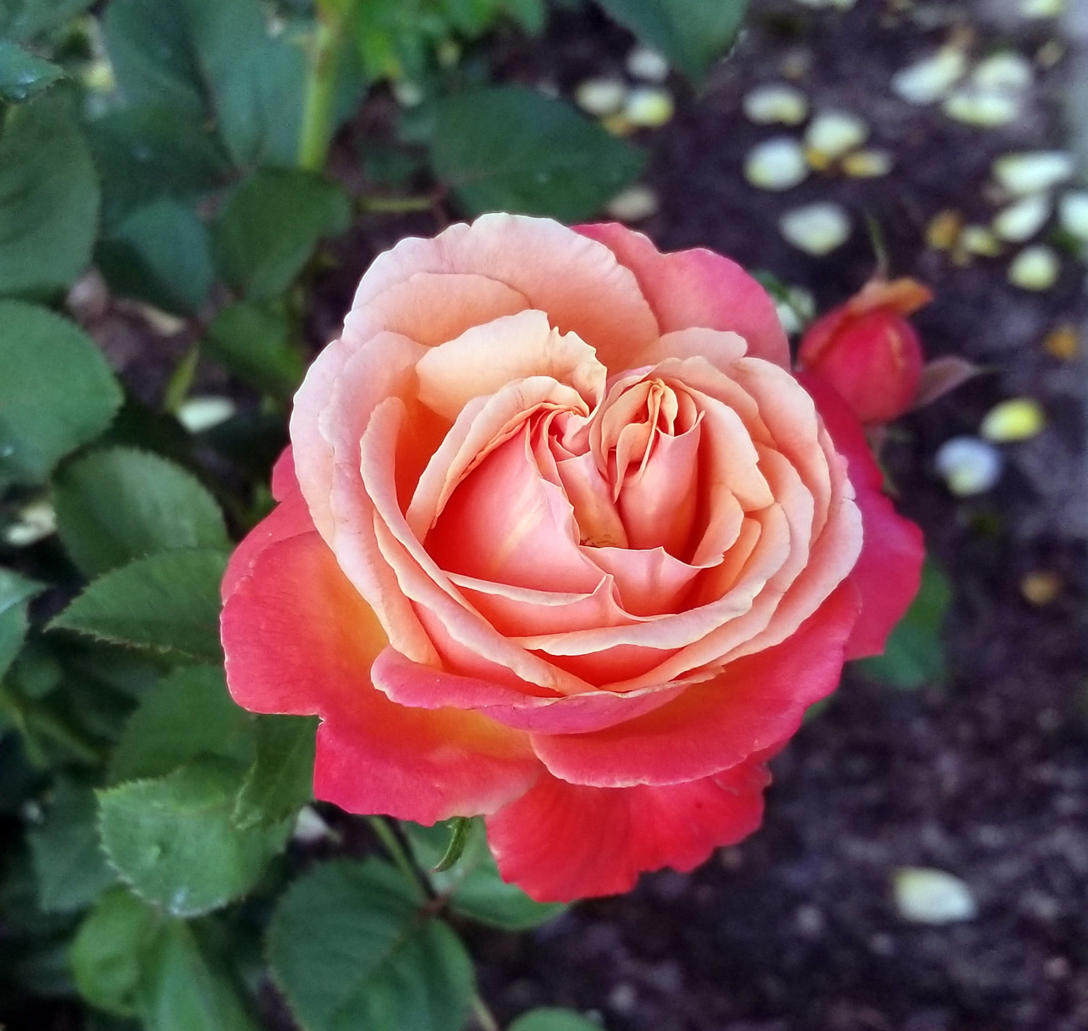 Expert Gardener Dormant Garden Rose Live Shrub (Disease Resistant, 3 ft to 4 ft Height) e8kta