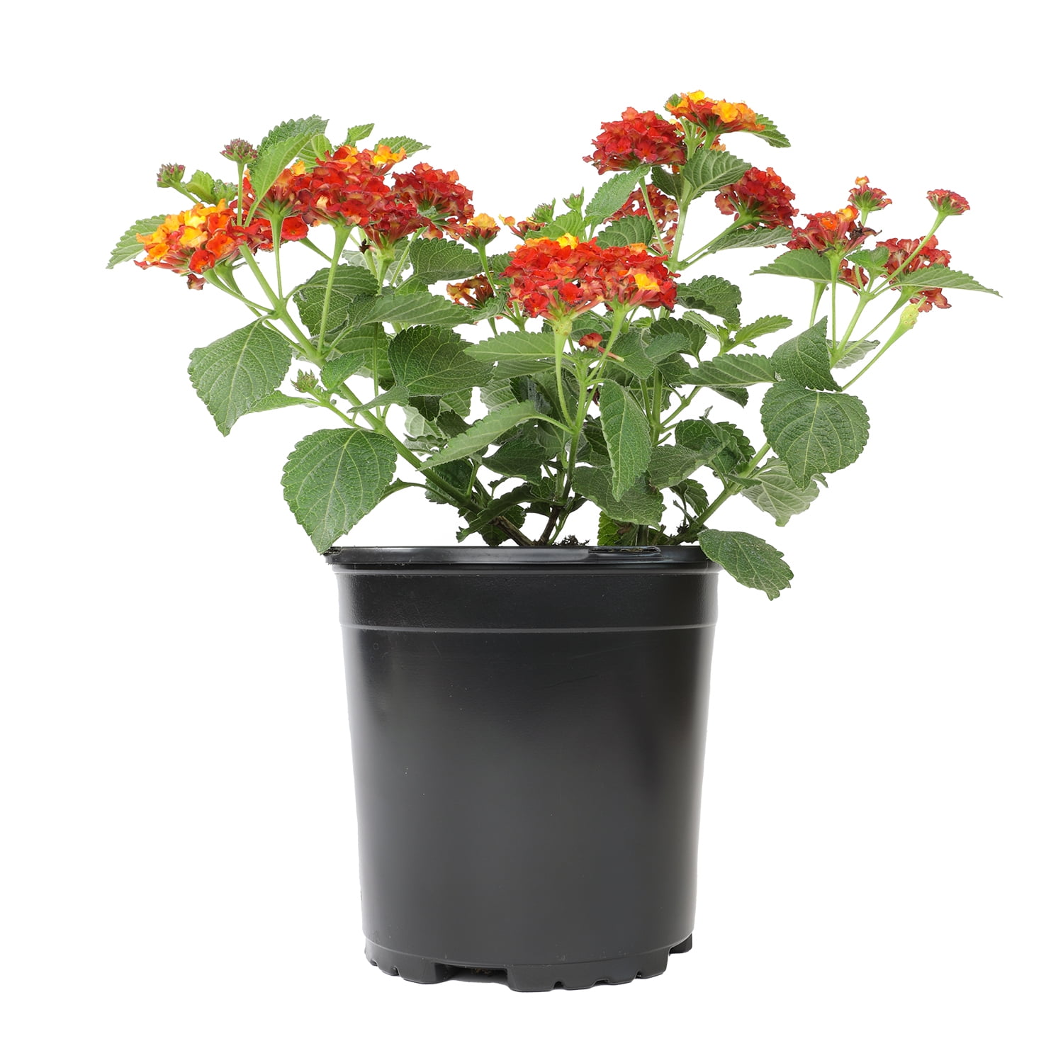 Expert Gardener Dallas Red Lantana Live Plant (Red, 2.5 qt) zzdt8