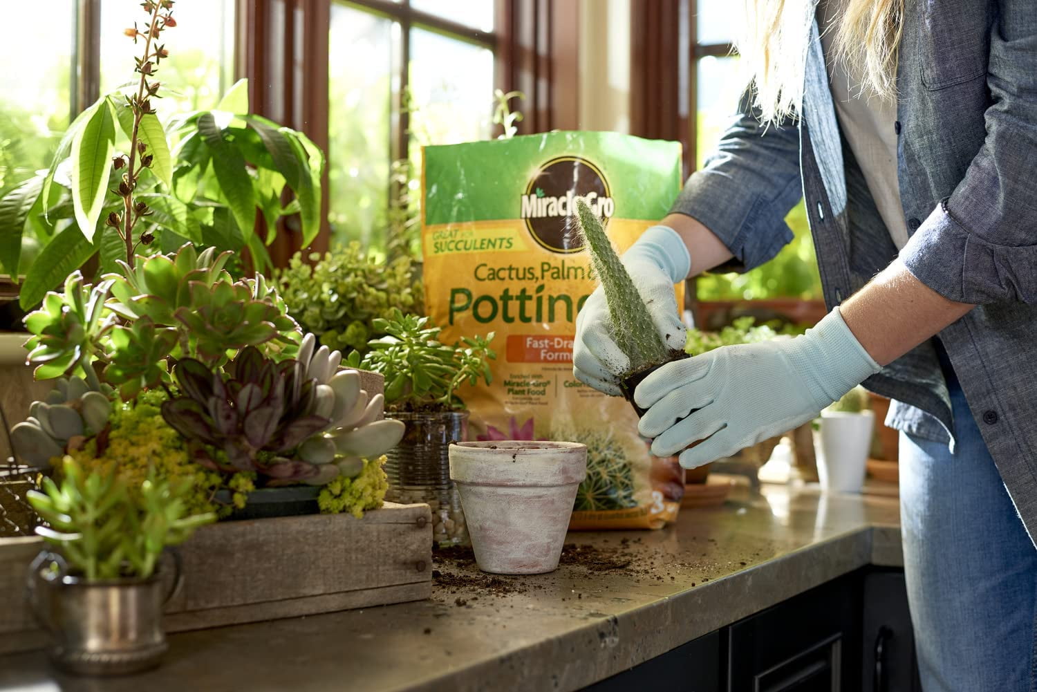 Miracle-Gro Cactus, Palm & Citrus Potting Mix (8 qt) ovibr