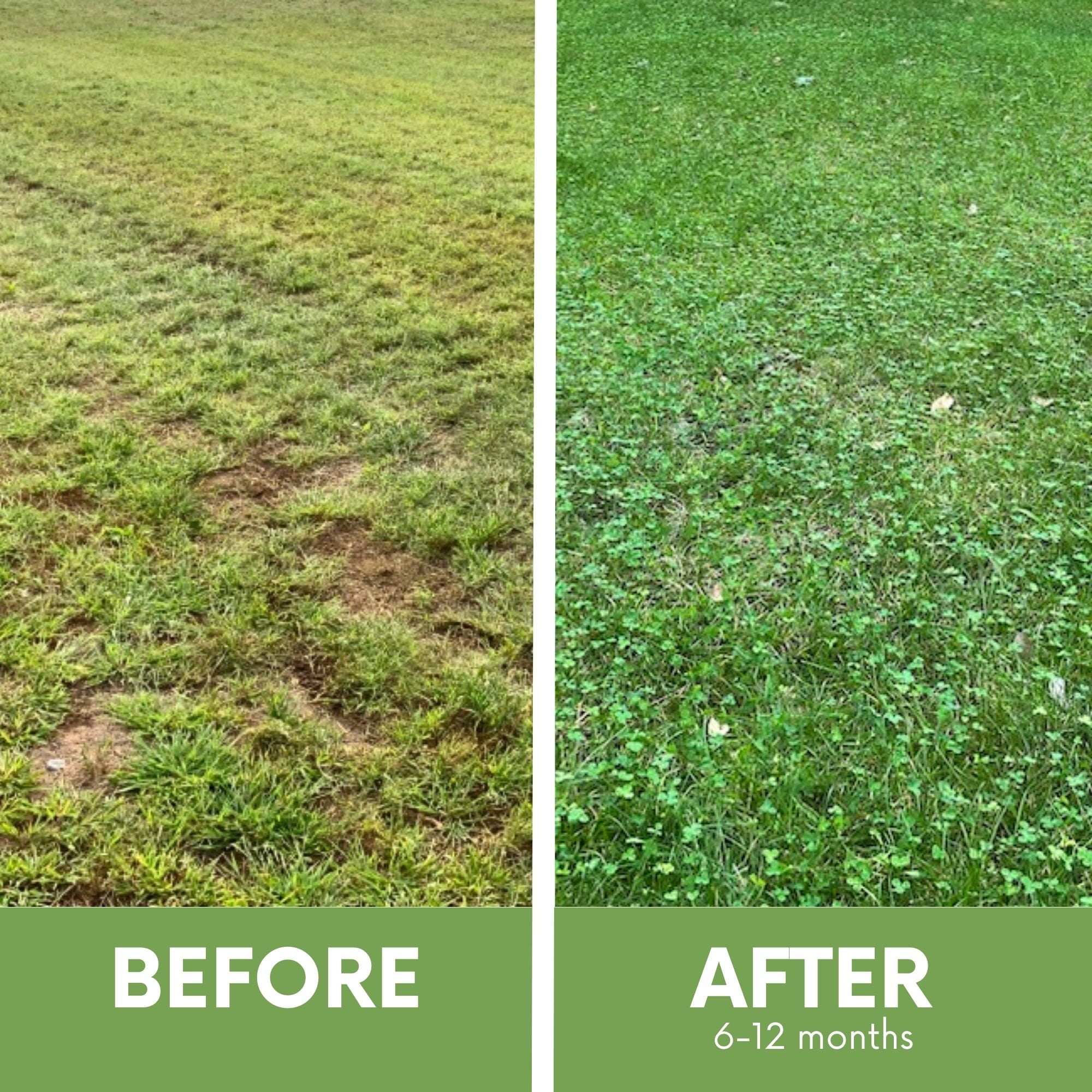 Flawn Seed Kits Micro Clover Lawn Growing Kit (Low Maintenance Ground Cover, 500 sq ft) 7gwkx