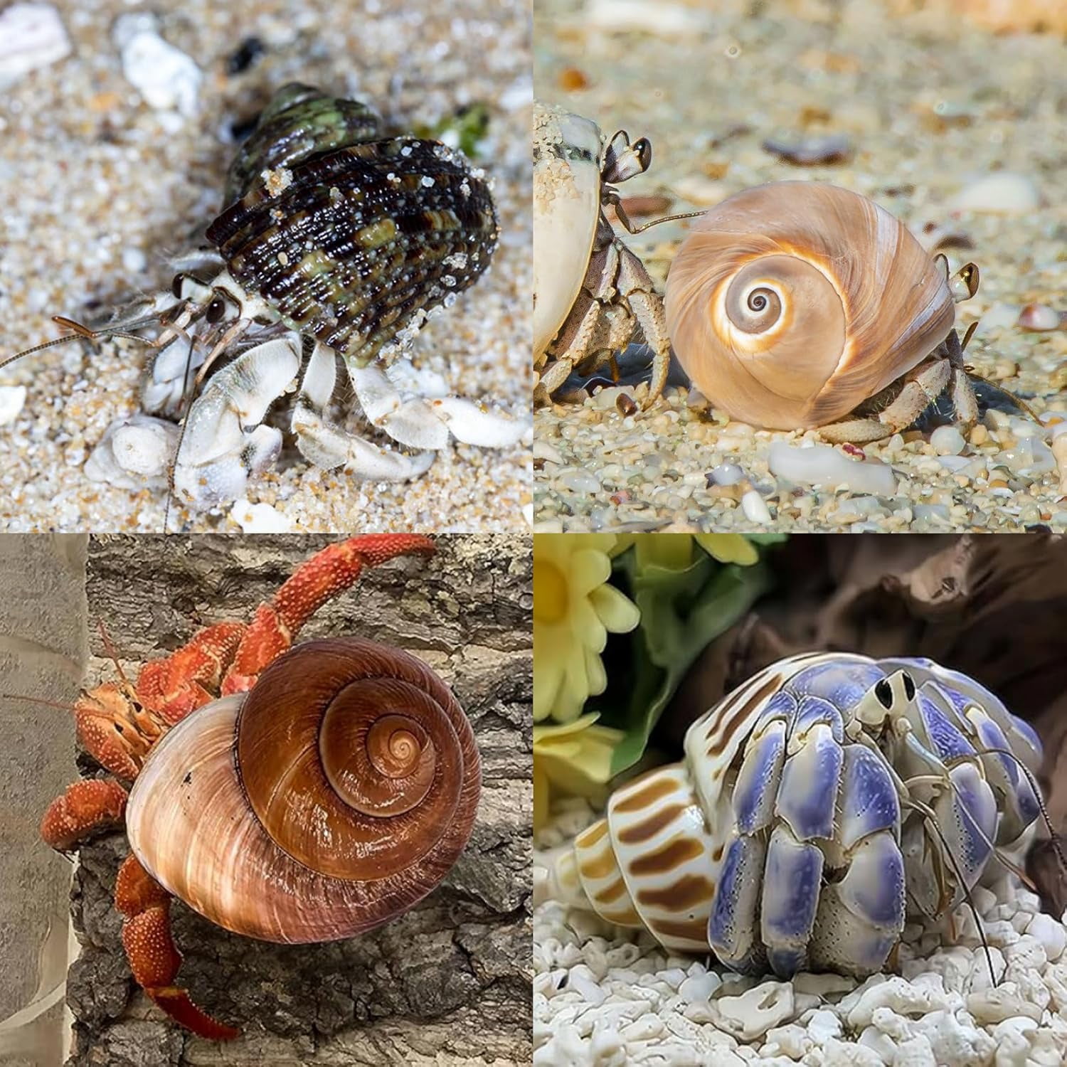 SINKOO Hermit Crab Shells Natural Sea Conch Growth Turbo Set (12 Pack, 1.6 in - 3.2 in) 2z6cy