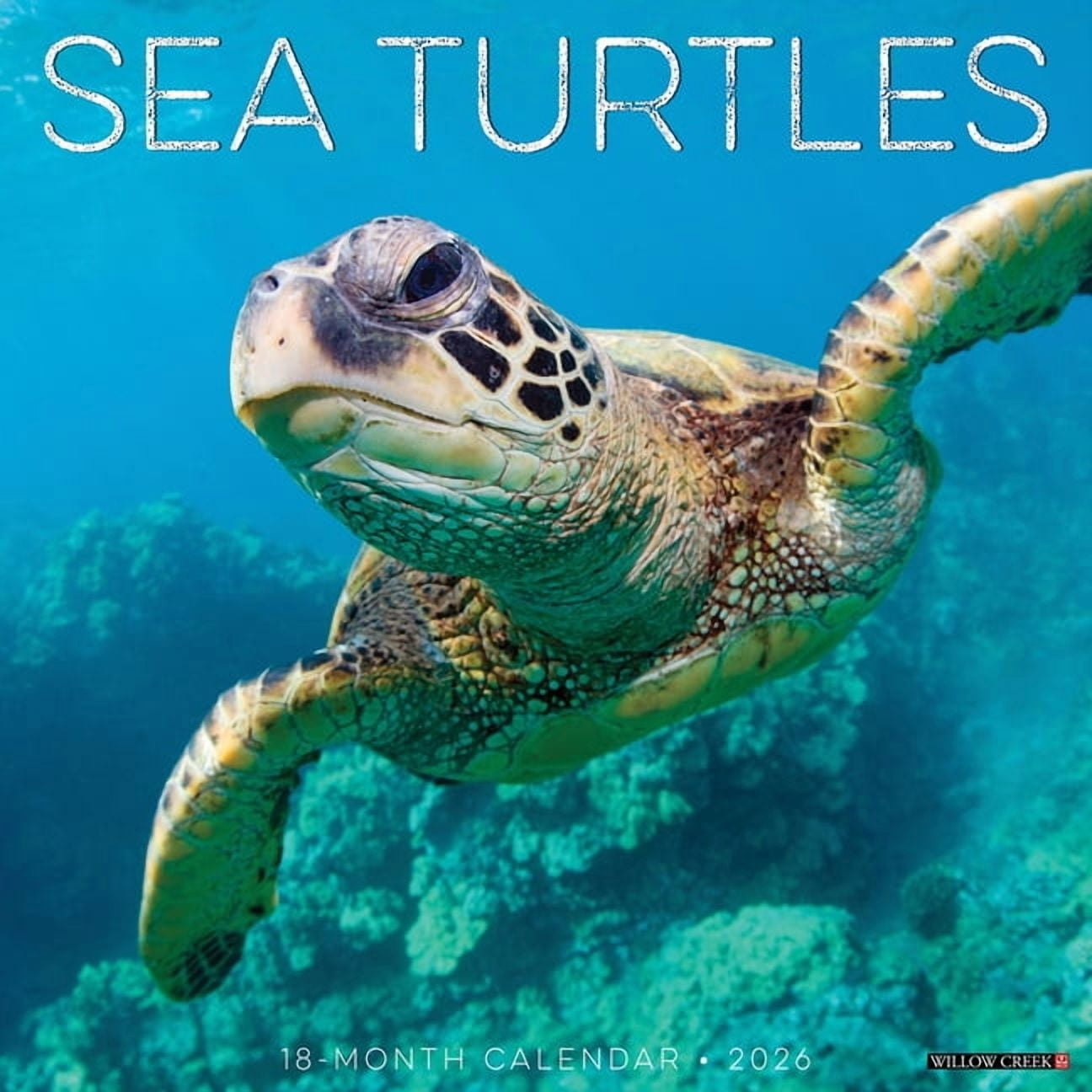 Willow Creek Press Sea Turtles 2026 Wall Calendar (12 in x 12 in) qio3u