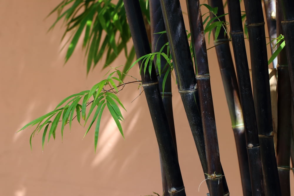 CZ Grain Black Bamboo Seeds for Planting (Fast Growing Privacy Screen, 300 Count) cje7d