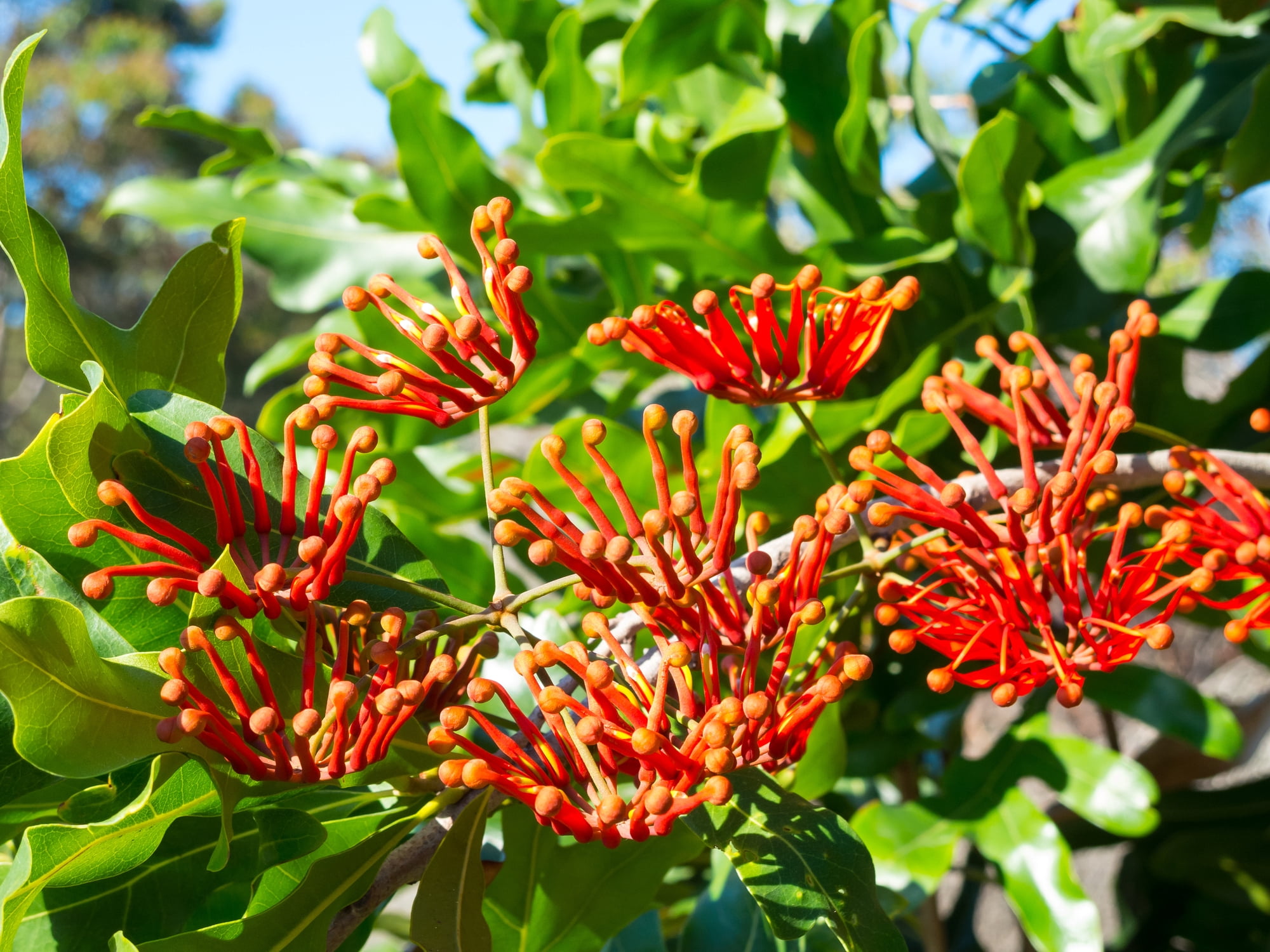 Hirt's Gardens Mandarin Honeysuckle Vine Perennial Lonicera Flowering Plant (2.5 in Pot) axbku