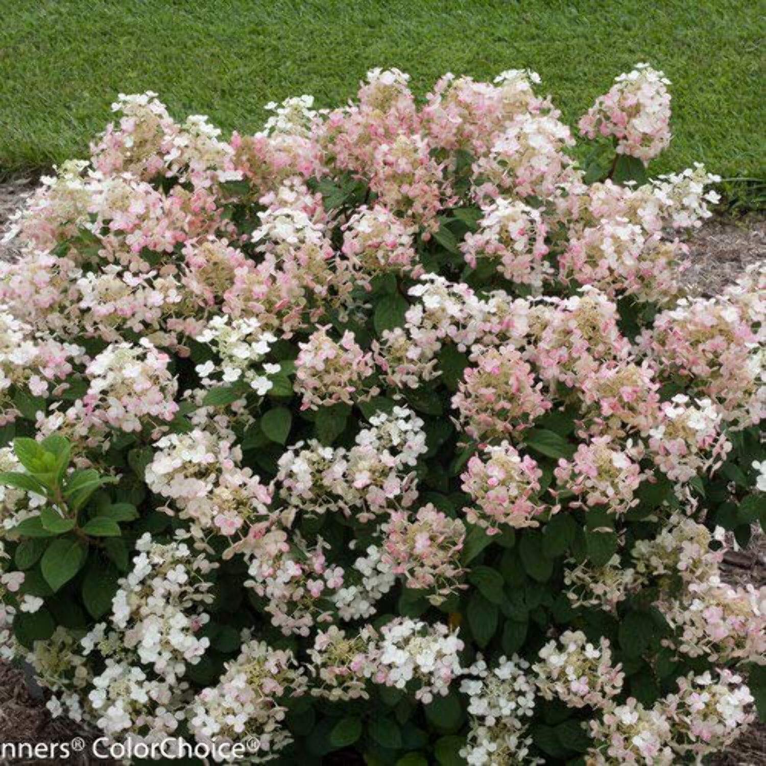 Green Promise Farms Little Quick Fire Panicle Hydrangea Live Shrub (Pink, 3-5 ft) pbq8t