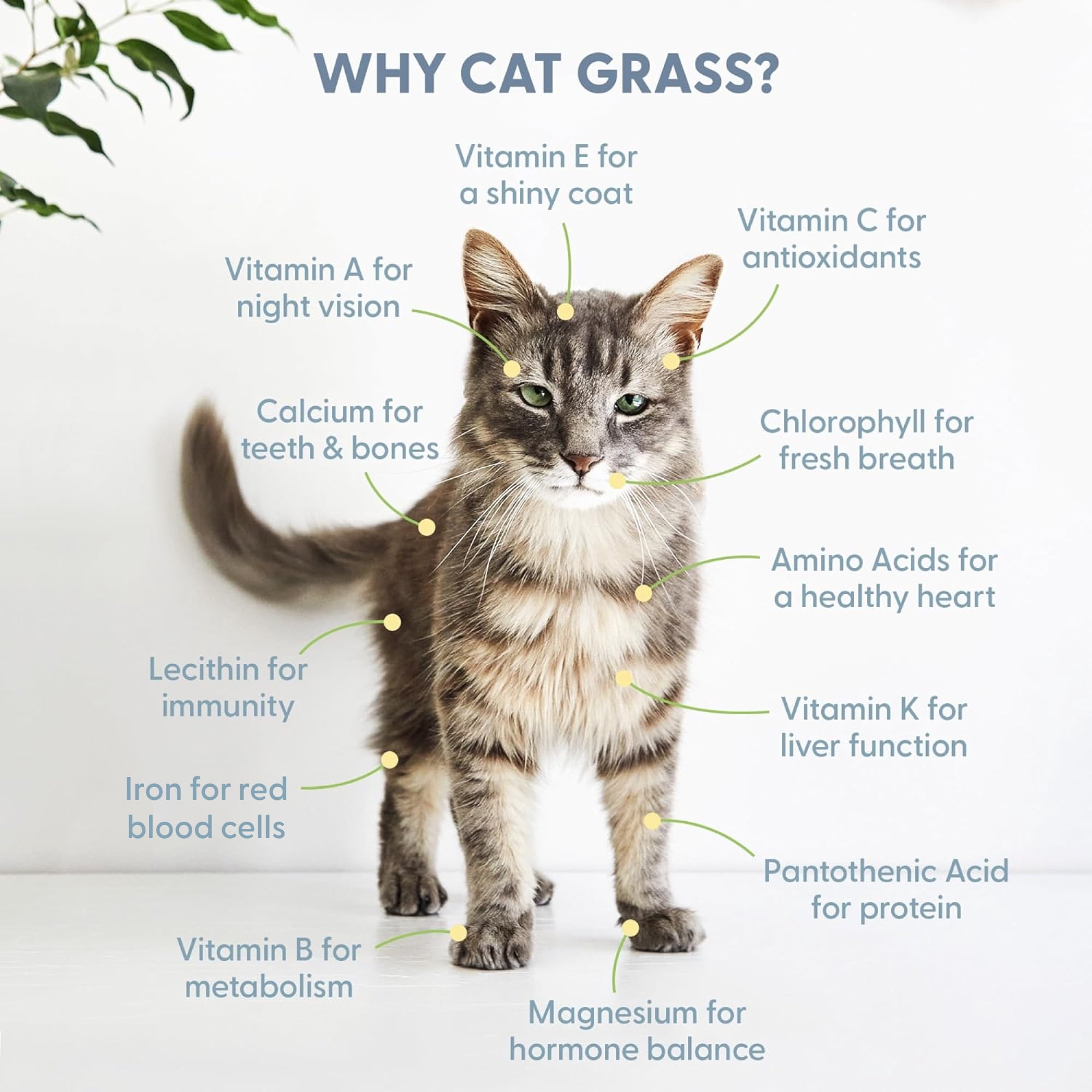The Cat Ladies Organic Cat Grass Seed Blend (Wheat, Oats, Barley, Rye) Indoor Planting Kit (8 oz) 8bncp