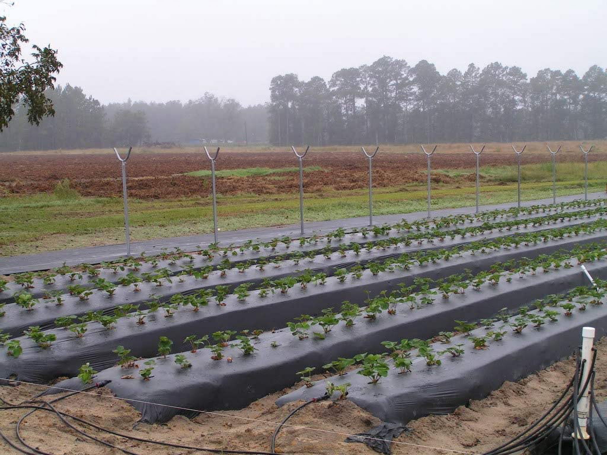 UCATQ Embossed Plastic Mulch Film for Weed Control (Black, 4 ft x 2400 ft) 7bb2r