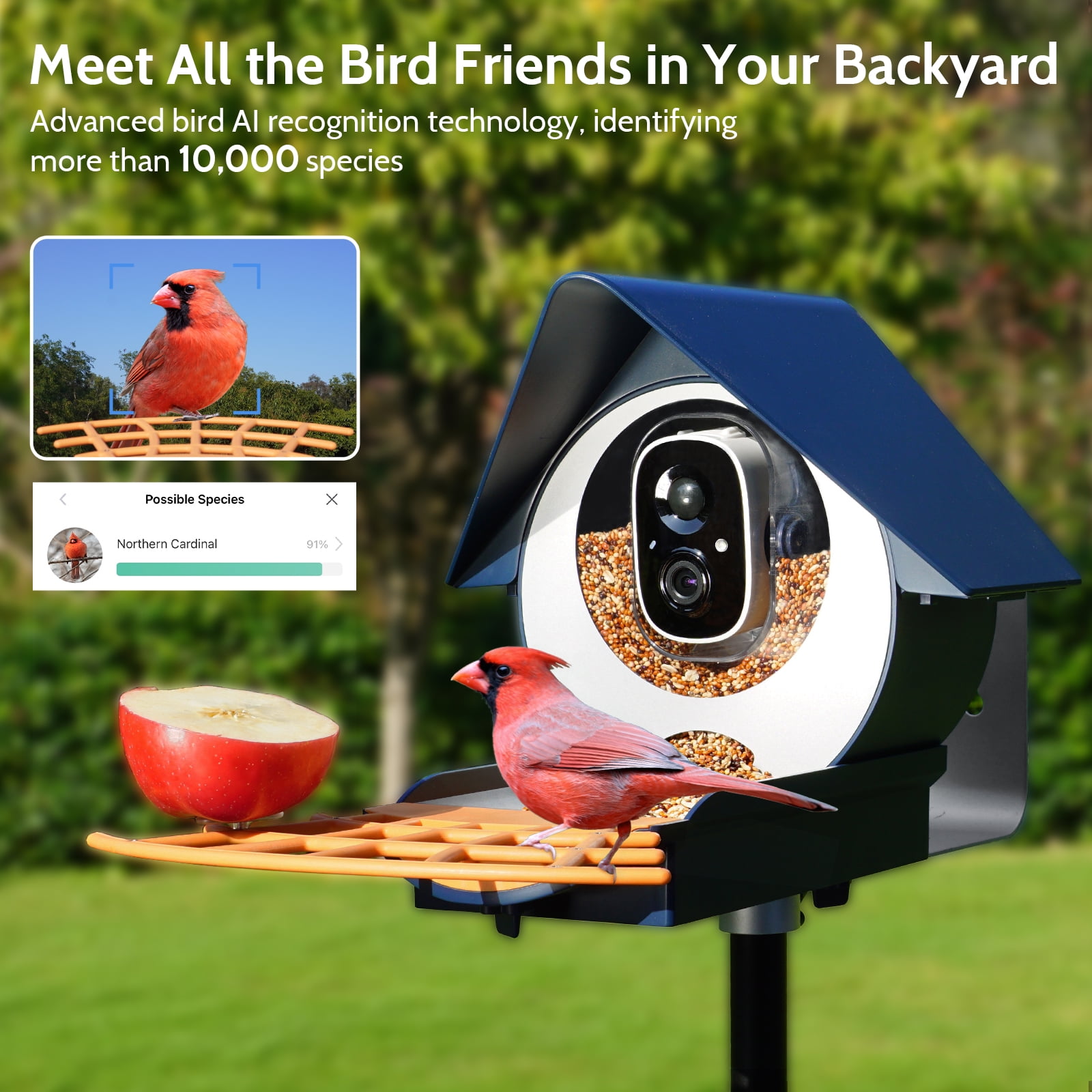 BirdKiss Smart Bird Feeder with Camera, 1080P HD AI Bird Identification, Weatherproof Outdoor Bird Watching Station (Blue, 42.27 fl oz) otass