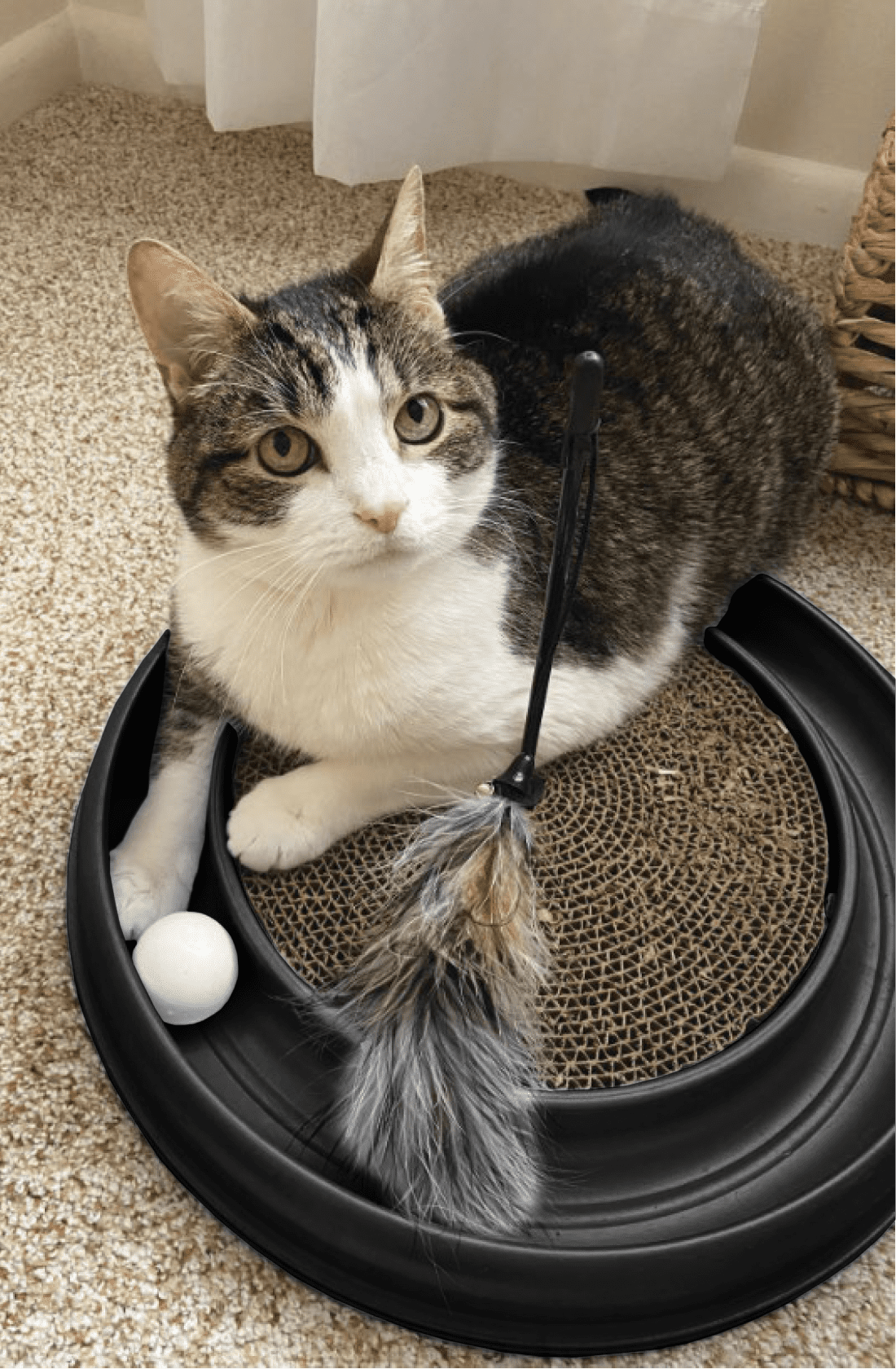 Morovilla Turbo Interactive Cat Scratcher Toy with Spinning Ball (Blue, 16 in) k5j0d