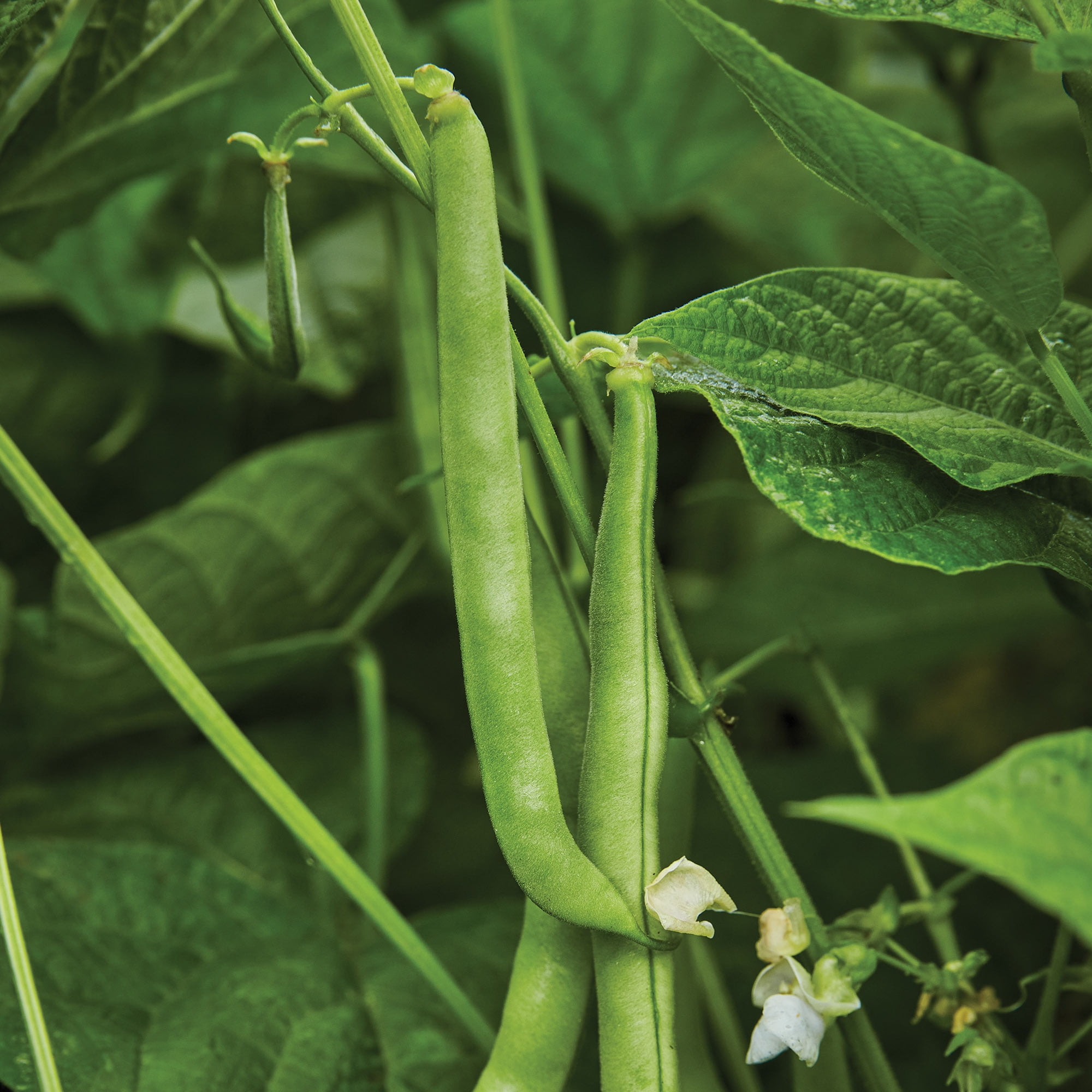 Burpee Organic Stringless Green Pod Bush Snap Bean Seeds (Green, 1-Pack) 9bj6r
