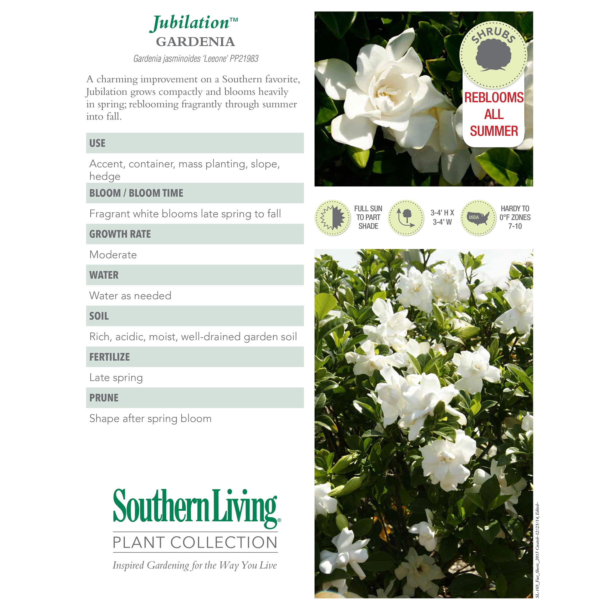 Southern Living Jubilation Gardenia Live Shrub (Evergreen Flowering Plant, 2-Gallon) 86td1