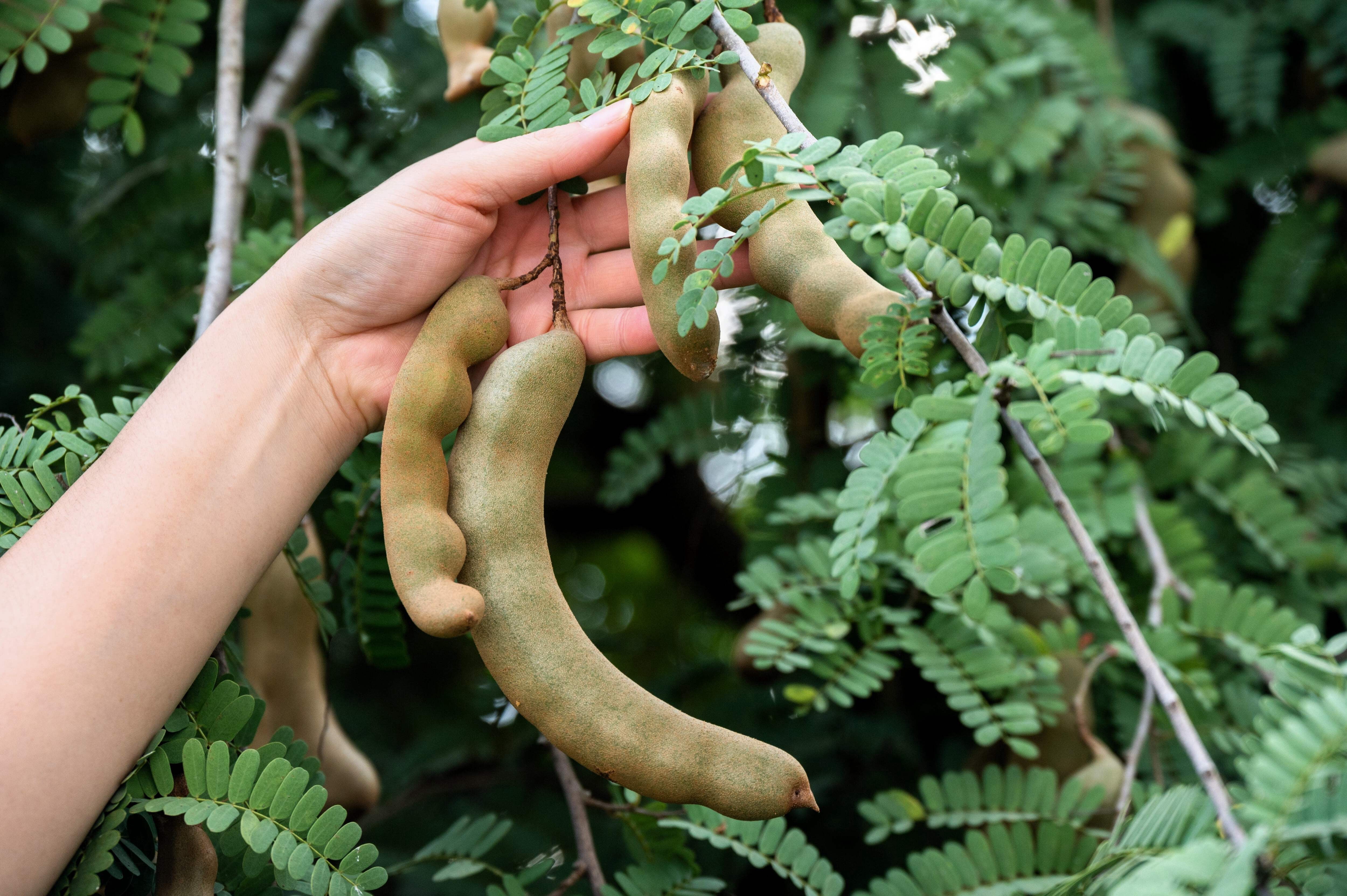 Seedville USA Tamarindus Indica Fruit Tree Seeds (5 Pack) cpj1v