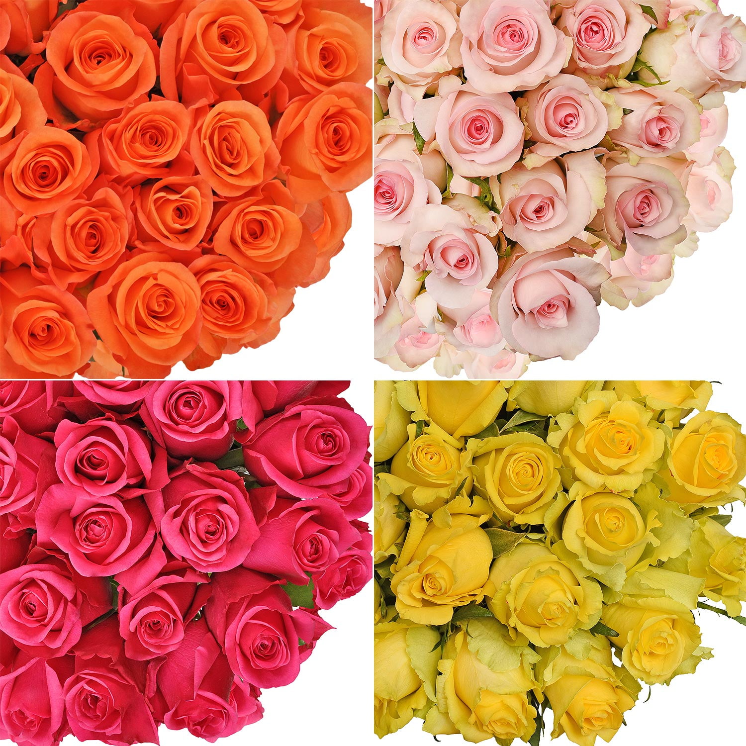 Bloomingmore Assorted Fresh Cut Roses, Farm Direct Floral Arrangement (Multi-Color, 100 Stems, 24 in) jpggh