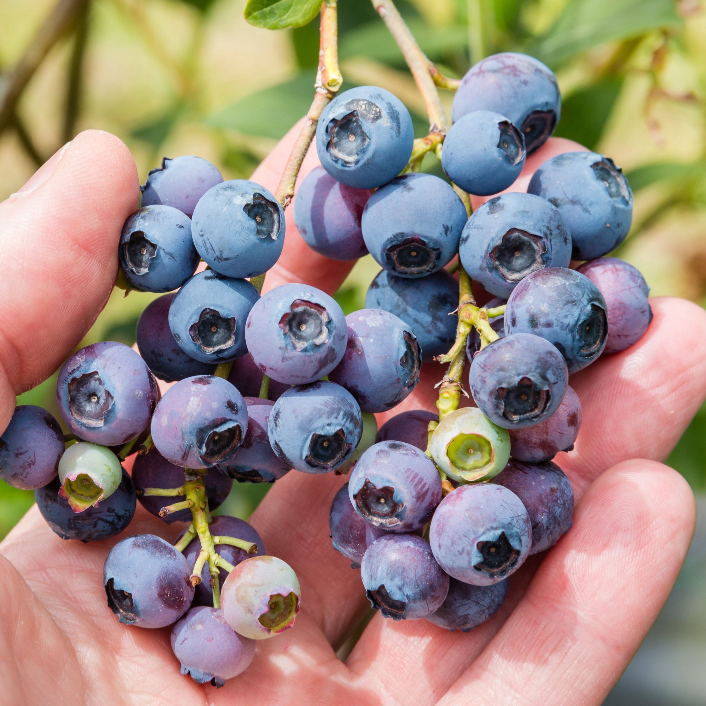 National Plant Network Legacy Blueberry Live Shrub (1 gal) m3u22