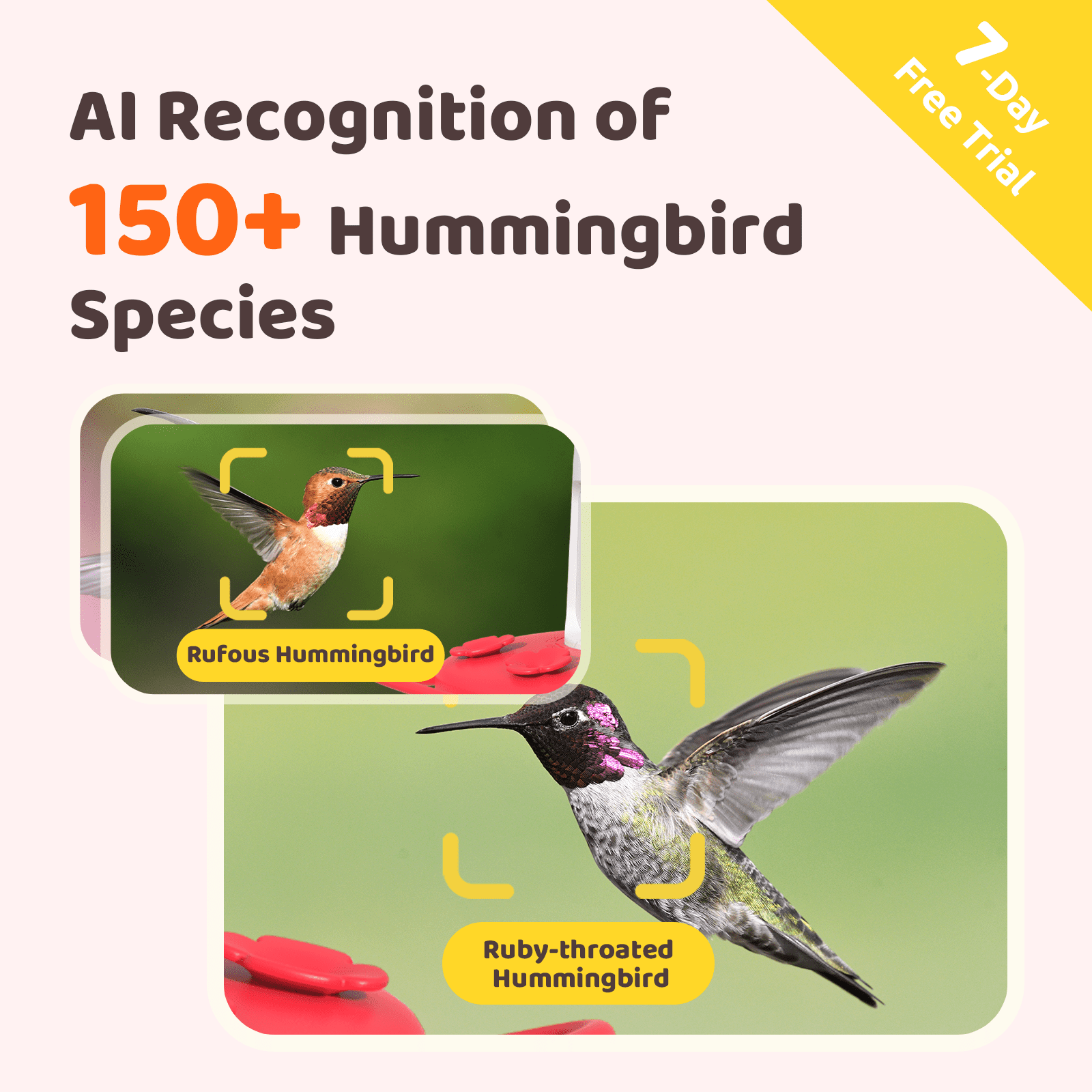 Birdfy Hummingbird Feeder with Camera, 1080P FHD Smart Bird Watching Station with AI Species Identification and Ant Moat (Red) wz3wt