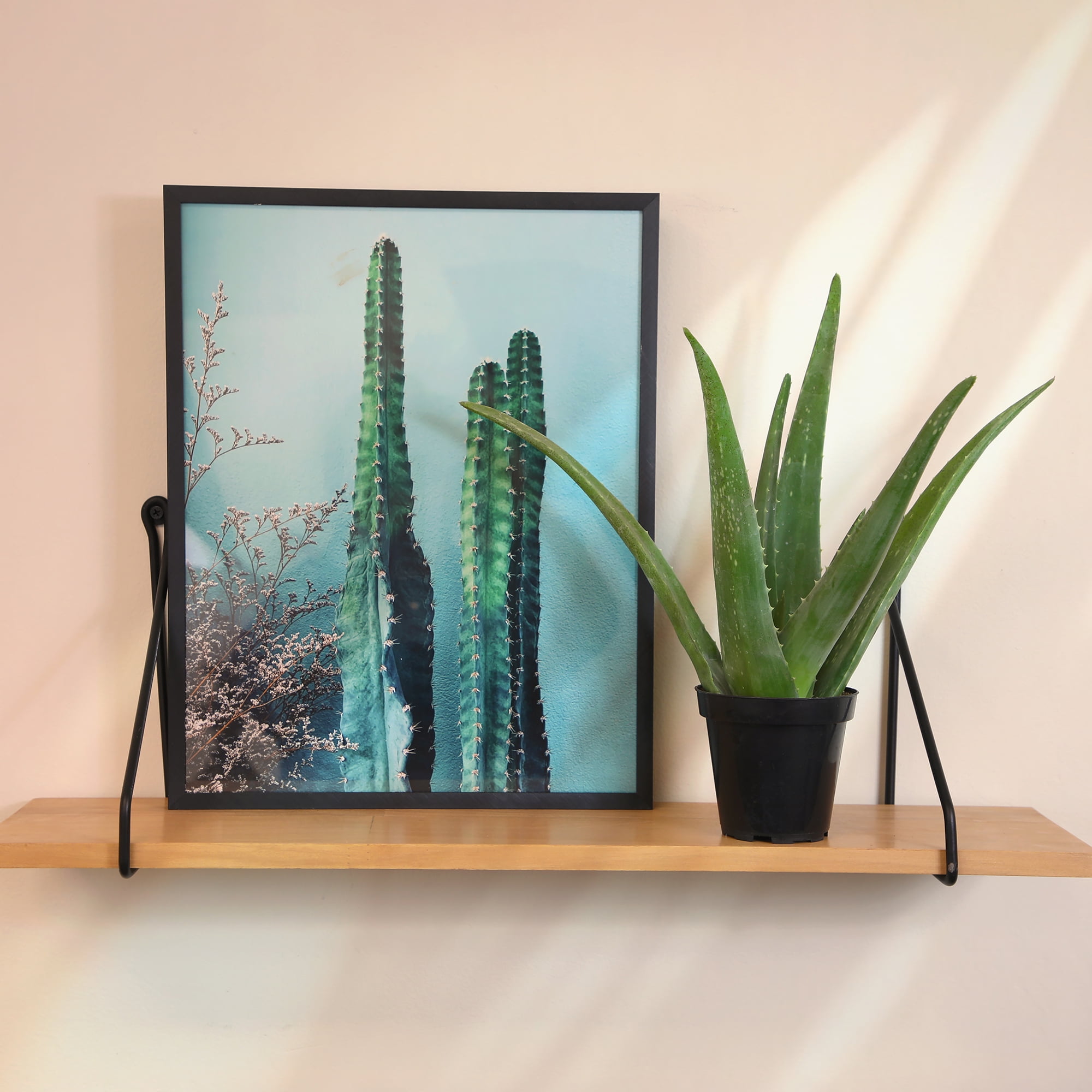 Altman Plants Live Aloe Vera Succulent Houseplant (Green, 10 in) ur4so