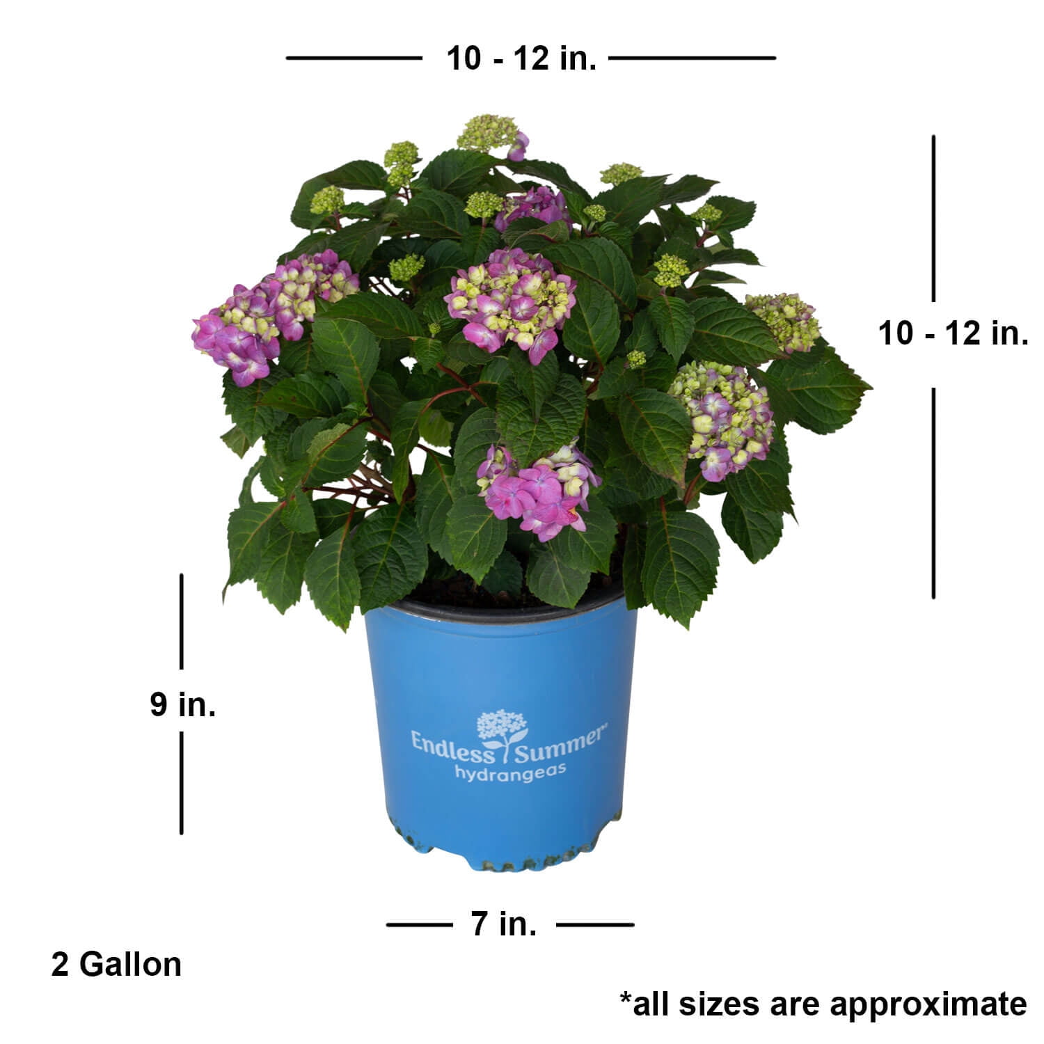 Endless Summer BloomStruck Reblooming Hydrangea Live Shrub (Pink and Blue, 2 Gallon) zkacp