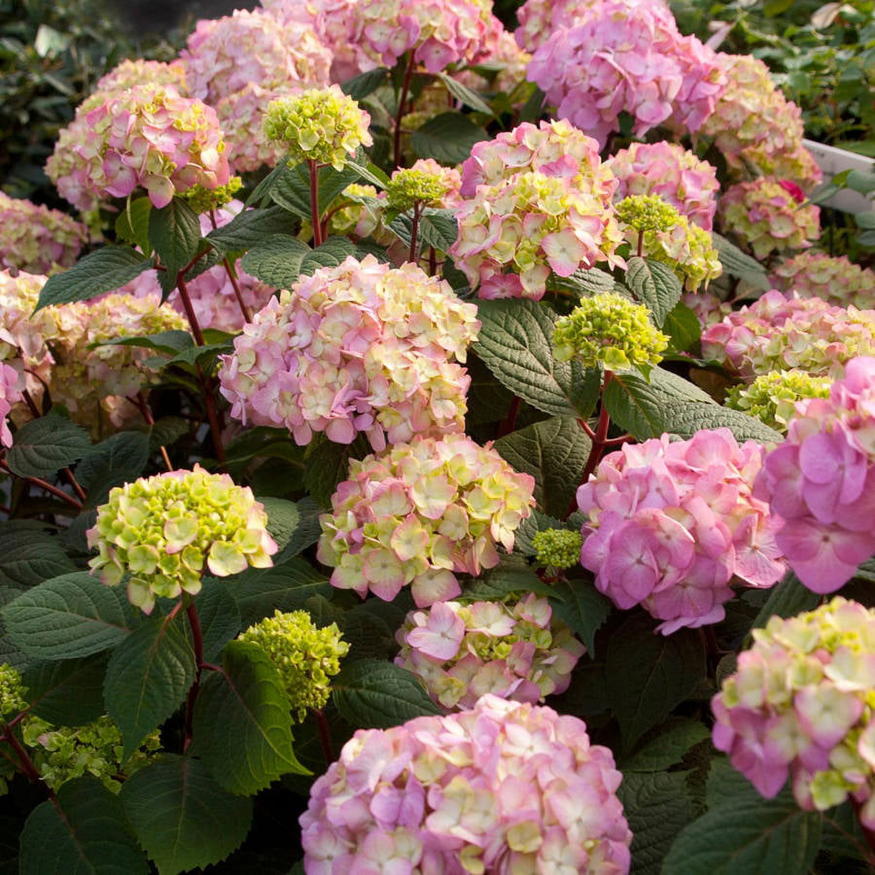 Endless Summer BloomStruck Reblooming Hydrangea Live Shrub (Pink and Blue, 2 Gallon) zkacp