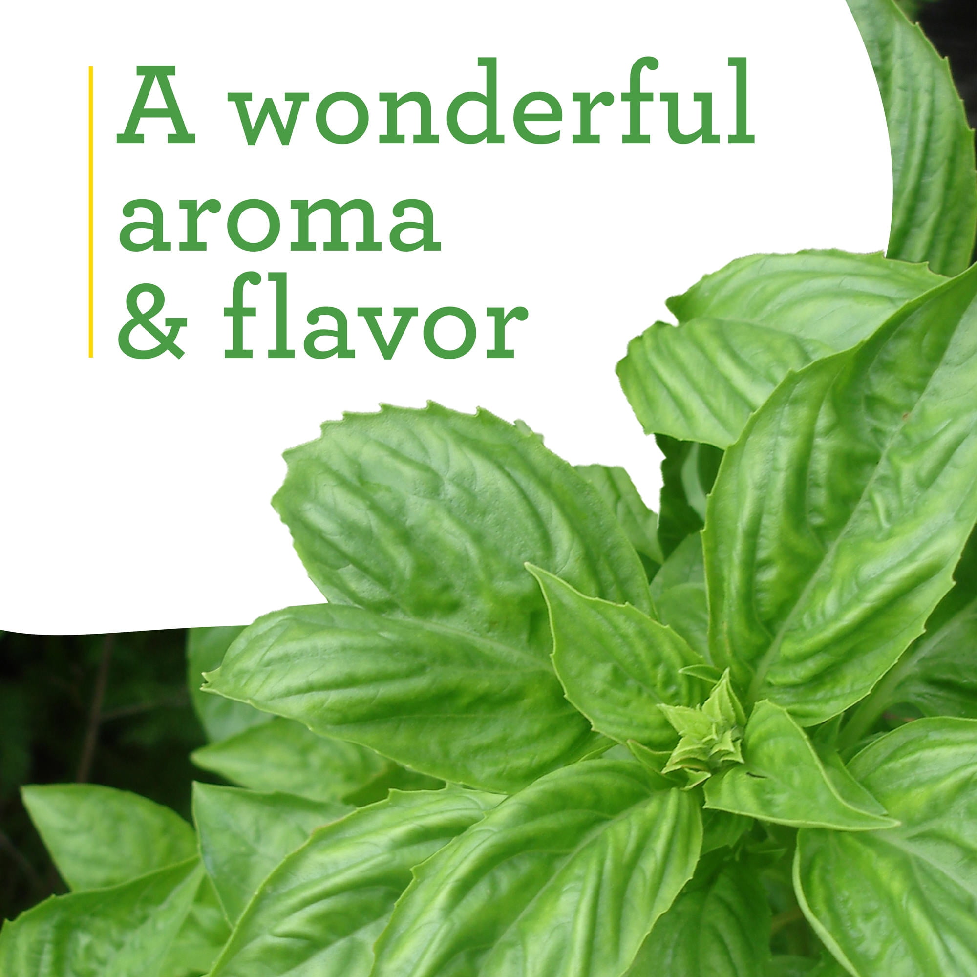 Bonnie Plants Sweet Basil Herb Plant (Green, 19.3 oz, 2-Pack) anwsd