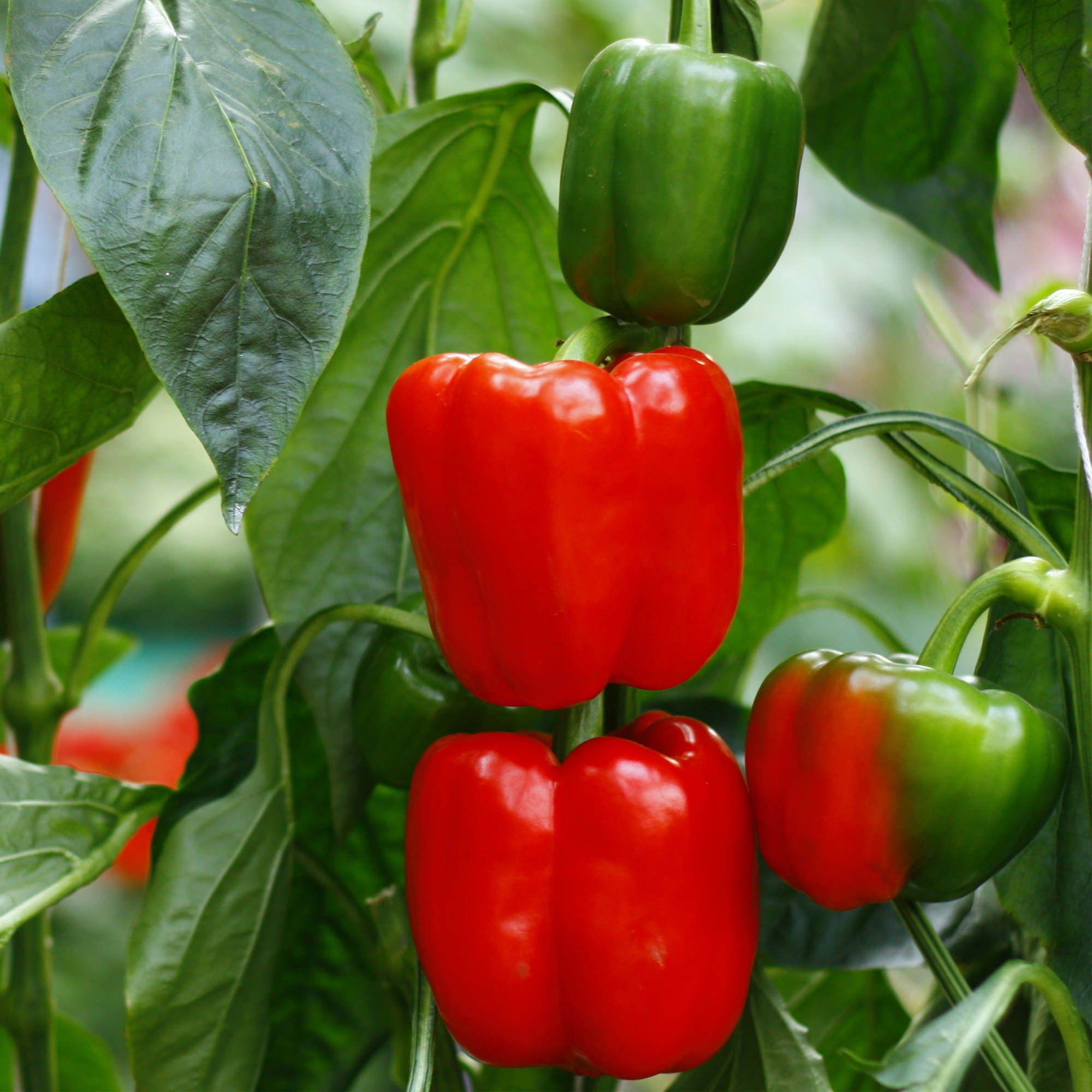 Bonnie Plants Red Bell Pepper Vegetable Plant (Red, 19.3 oz, 2-Pack) 6bdsu