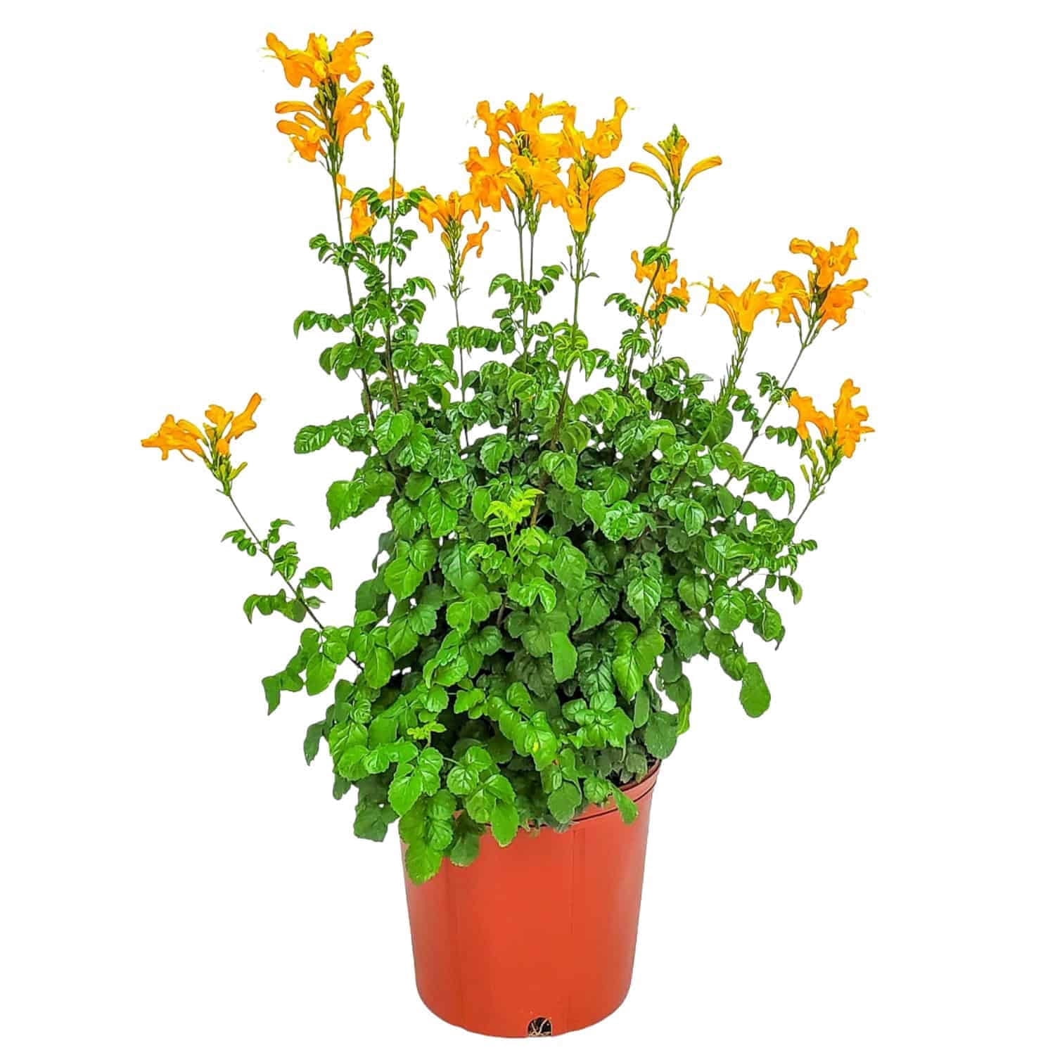 Tropical Plants of Florida Cape Honeysuckle Bush, Vibrant Orange Flowering Shrub (24 in to 30 in, 3 gal) wtps1