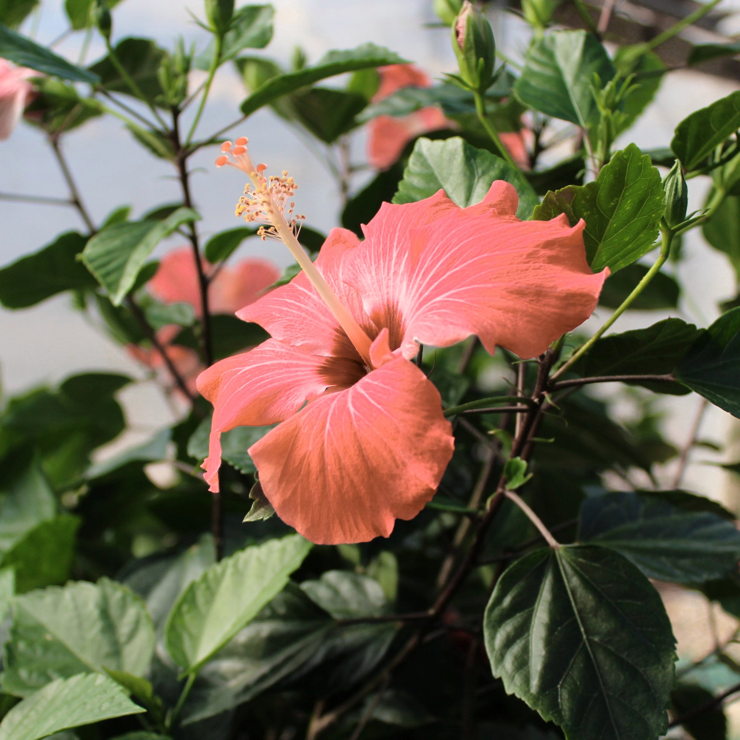 National Plant Network Hibiscus Peach Braided Live Tree (Orange, 2 gal) tnifo