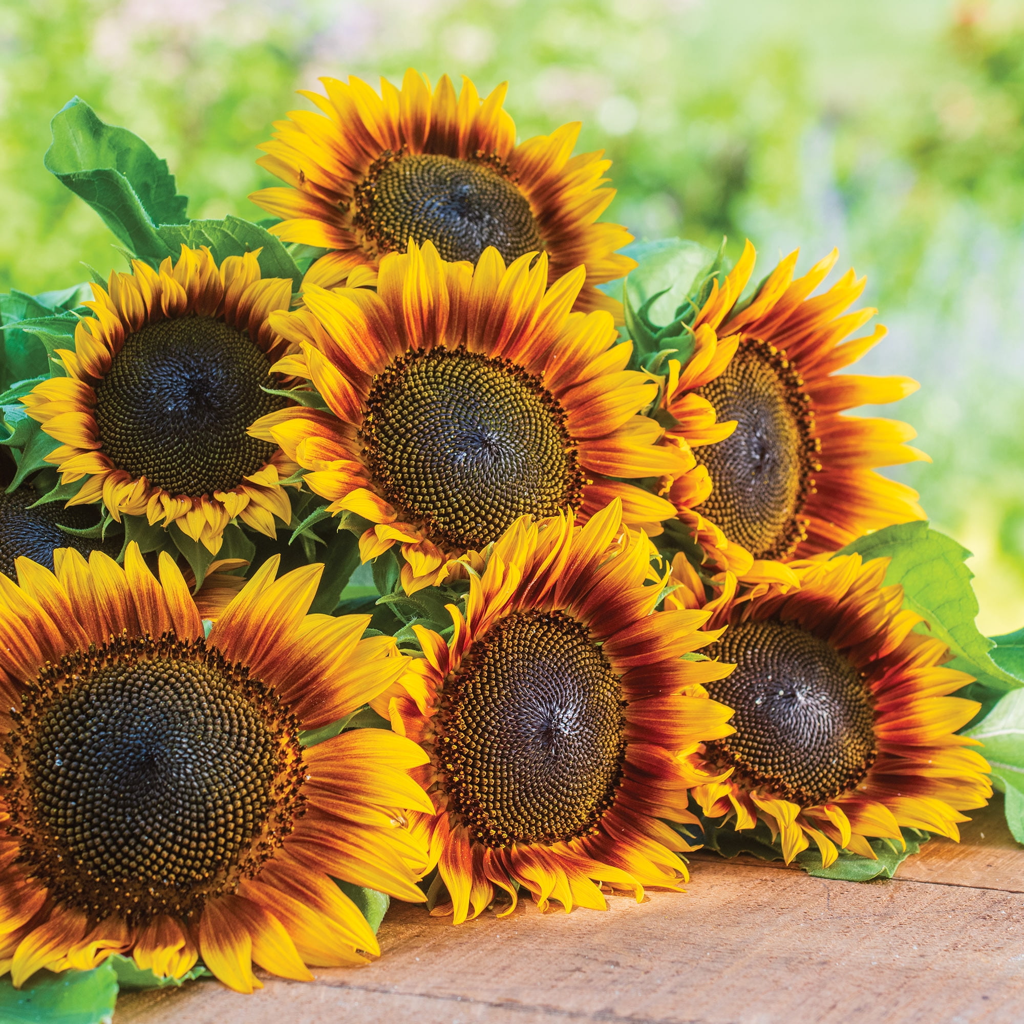 Burpee Fire Catcher Sunflower Seeds (Two-Tone, 1 Pack) qjhra