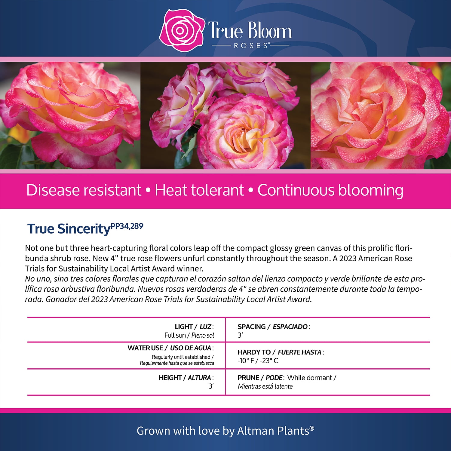 Altman Plants True Bloom True Sincerity Rose Bush (Pink and Yellow, 2 gal) 77l5k