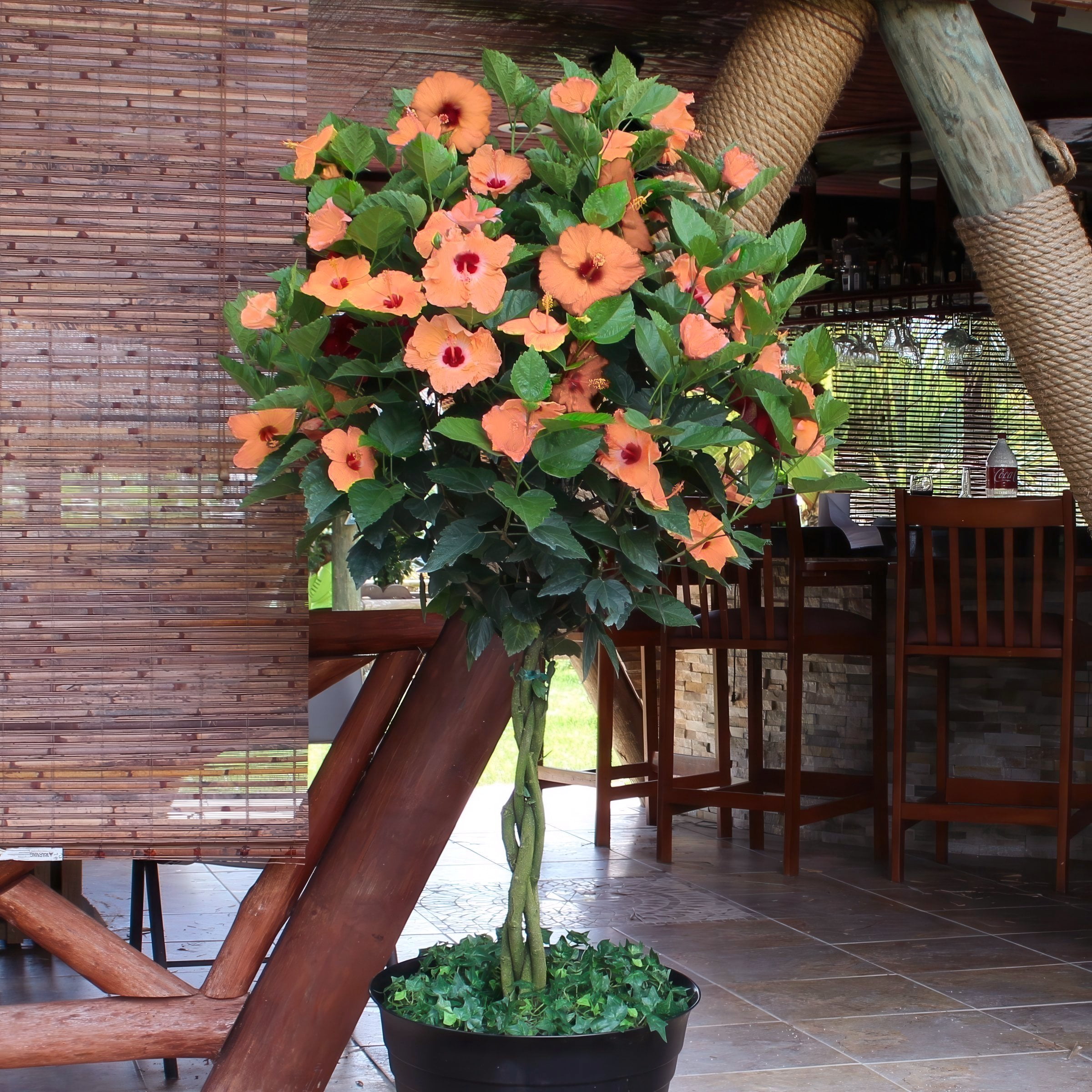 National Plant Network Hibiscus Peach Braided Live Tree (Orange, 2 gal) tnifo