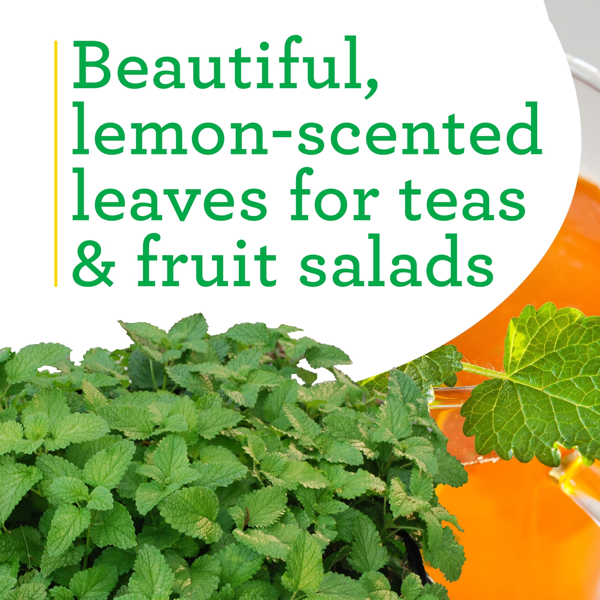 Bonnie Plants Lemon Balm Herb Plant (Green, 19.3 oz, 2-Pack) gpm67