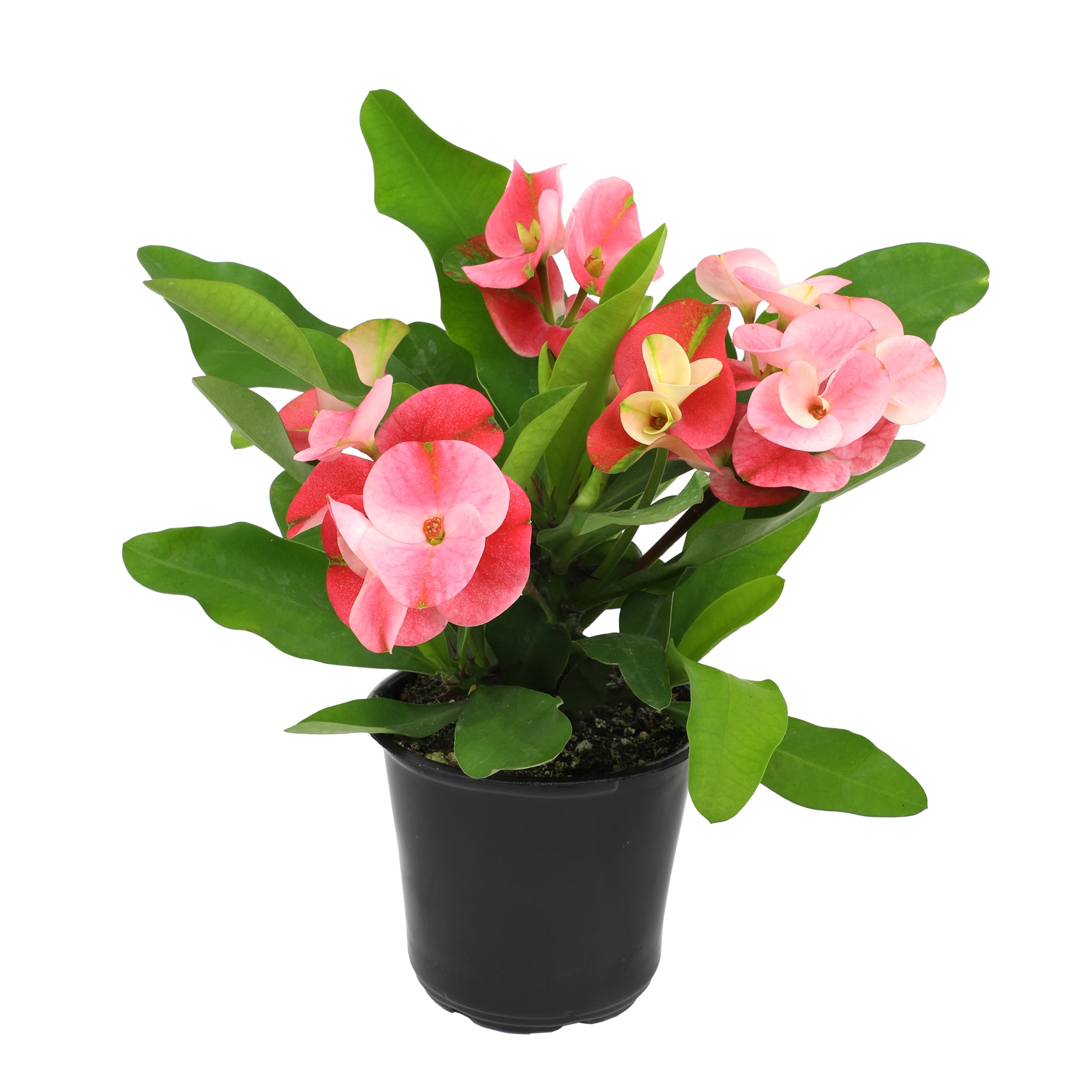 Altman Plants Euphorbia Milii Crown of Thorns Live Succulent Plant (Green, 4.25 in) k541u