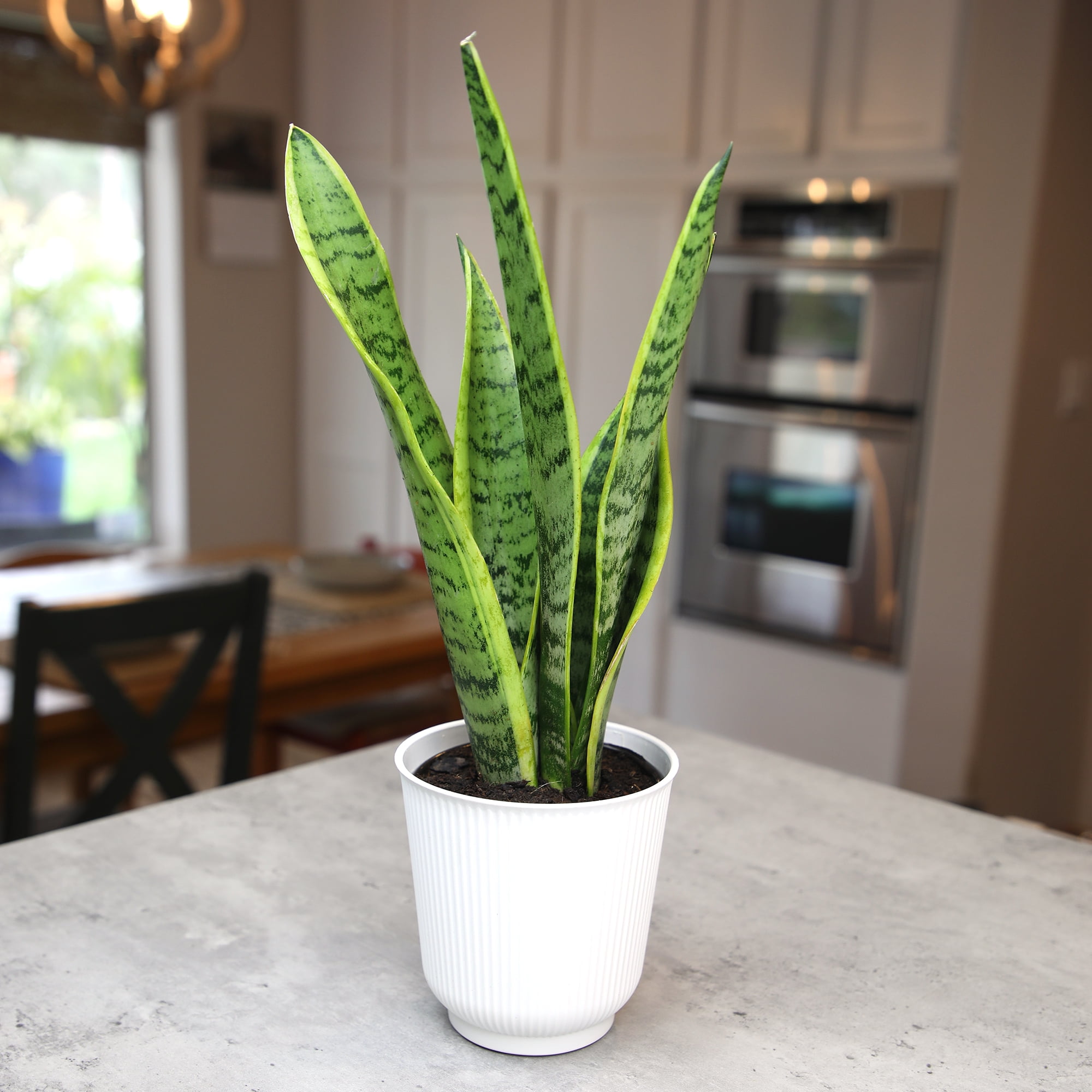 Altman Plants Laurentii Snake Plant Air Purifying Indoor Houseplant (Green, 4.25 in) 26jf3