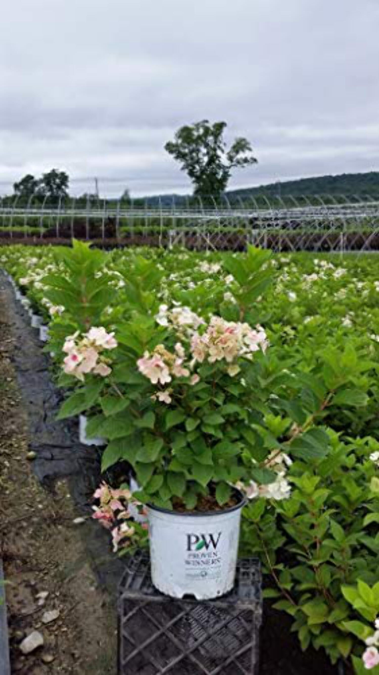 Green Promise Farms Little Quick Fire Panicle Hydrangea Live Shrub (Pink, 3-5 ft) pbq8t