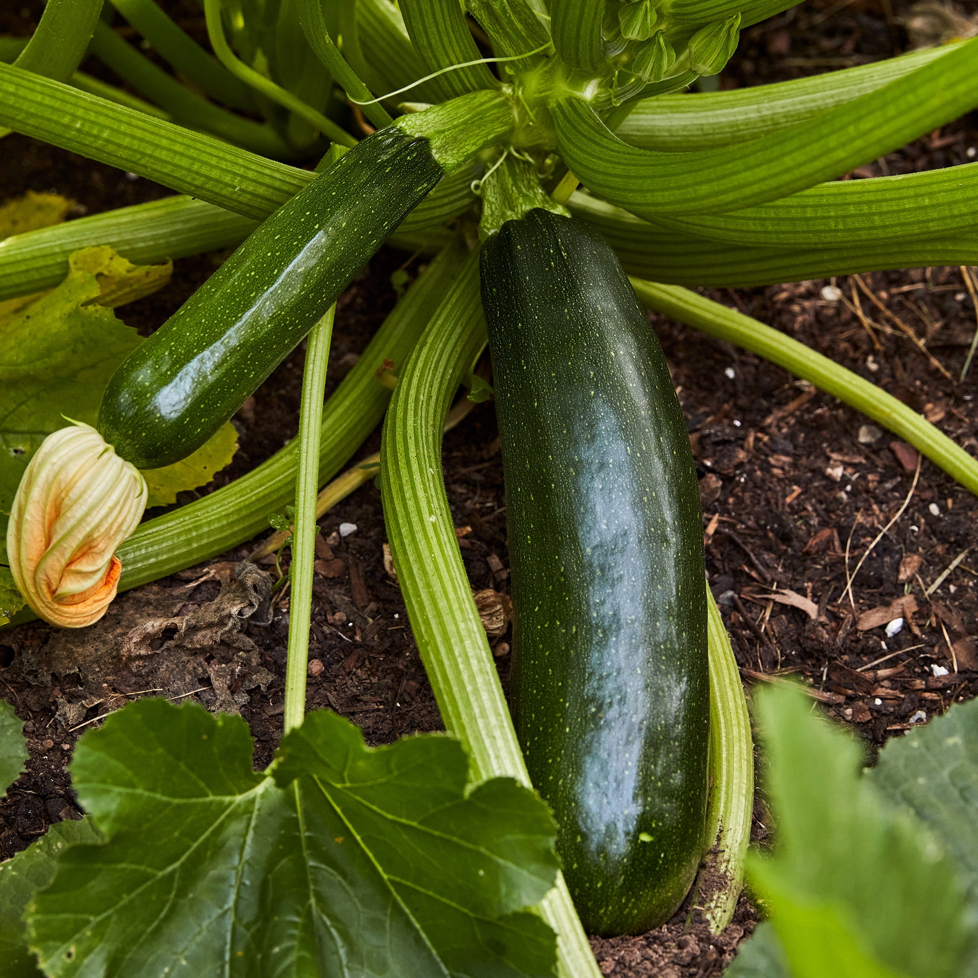 Burpee Fordhook Zucchini Summer Squash Heirloom Vegetable Seeds (1-Pack) e87c7