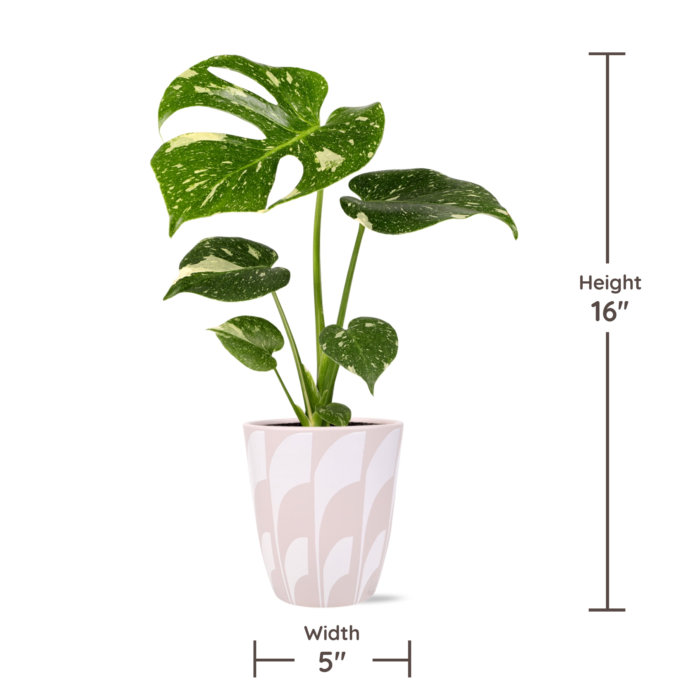 Live House Plant Thai Constellation Monstera Variegated Indoor Plant (Green & Cream, 5 in) fppgr
