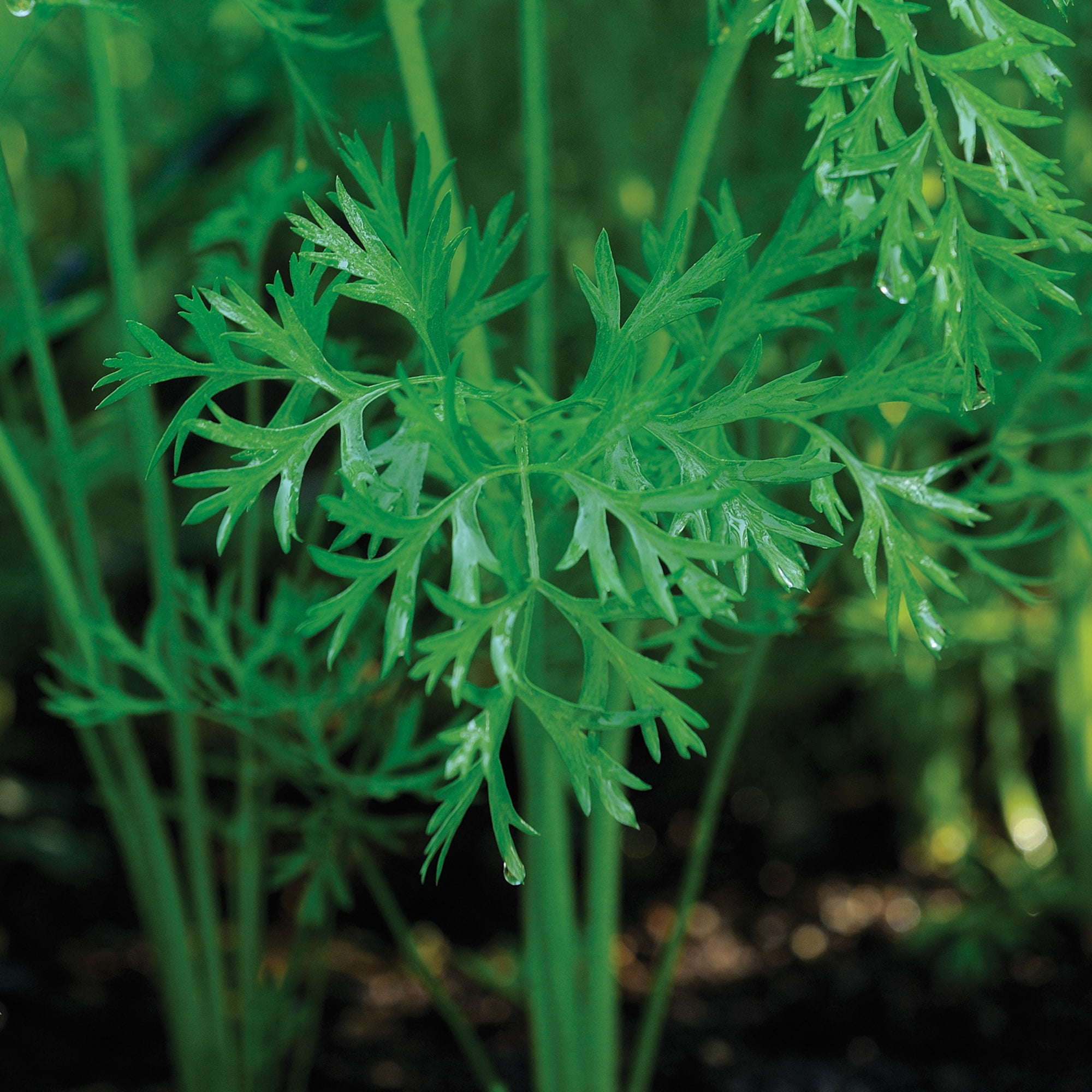 Burpee Short 'N Sweet Carrot Seeds for Vegetable Gardening (1-Pack) 92fs5