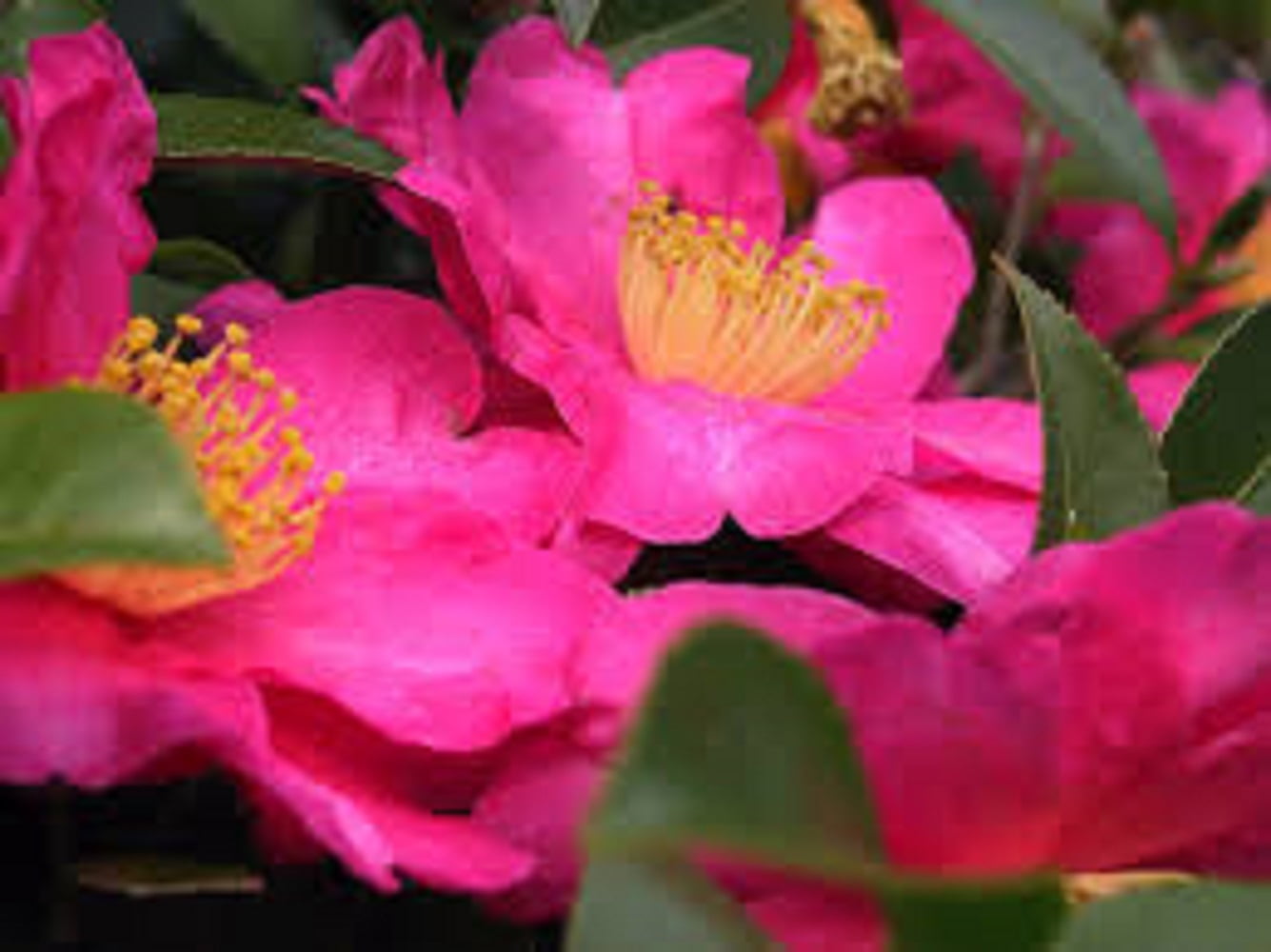 Sunniland Azalea Camellia & Gardenia Fertilizer 8-4-8 (20 lb) i21x9