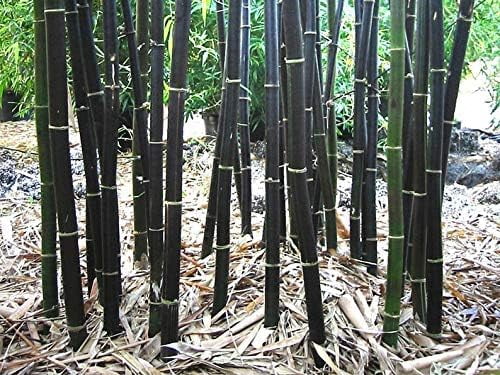 CZ Grain Black Bamboo Seeds for Planting (Fast Growing Privacy Screen, 300 Count) cje7d