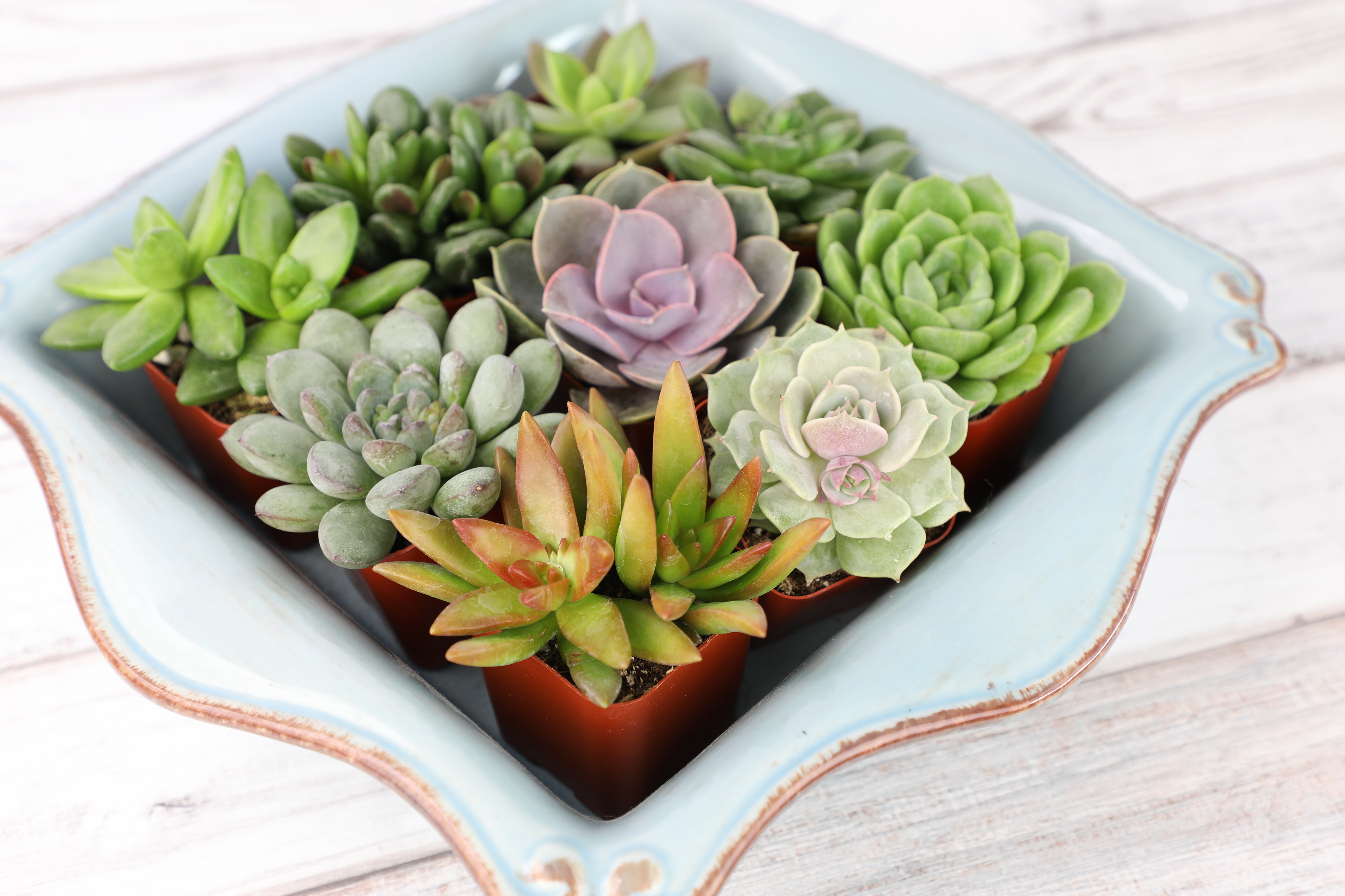 Altman Plants Live Succulent Assortment (Indoor & Outdoor Decorative Plants) (50 Pack, 2 in Pots) k66wu