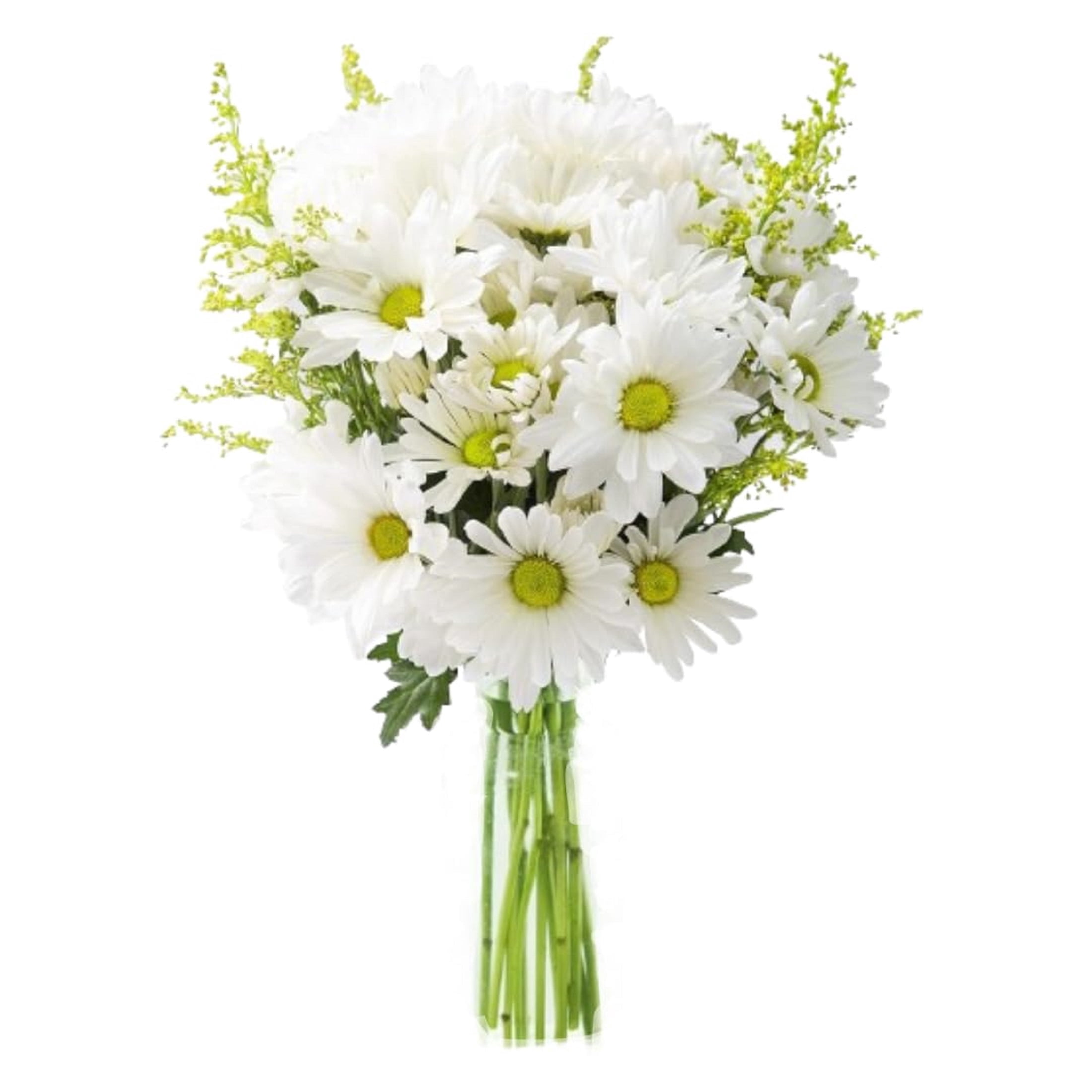 KaBloom Fresh White Daisy Bouquet with Decorative Vase (White, 1 Count) lg6de