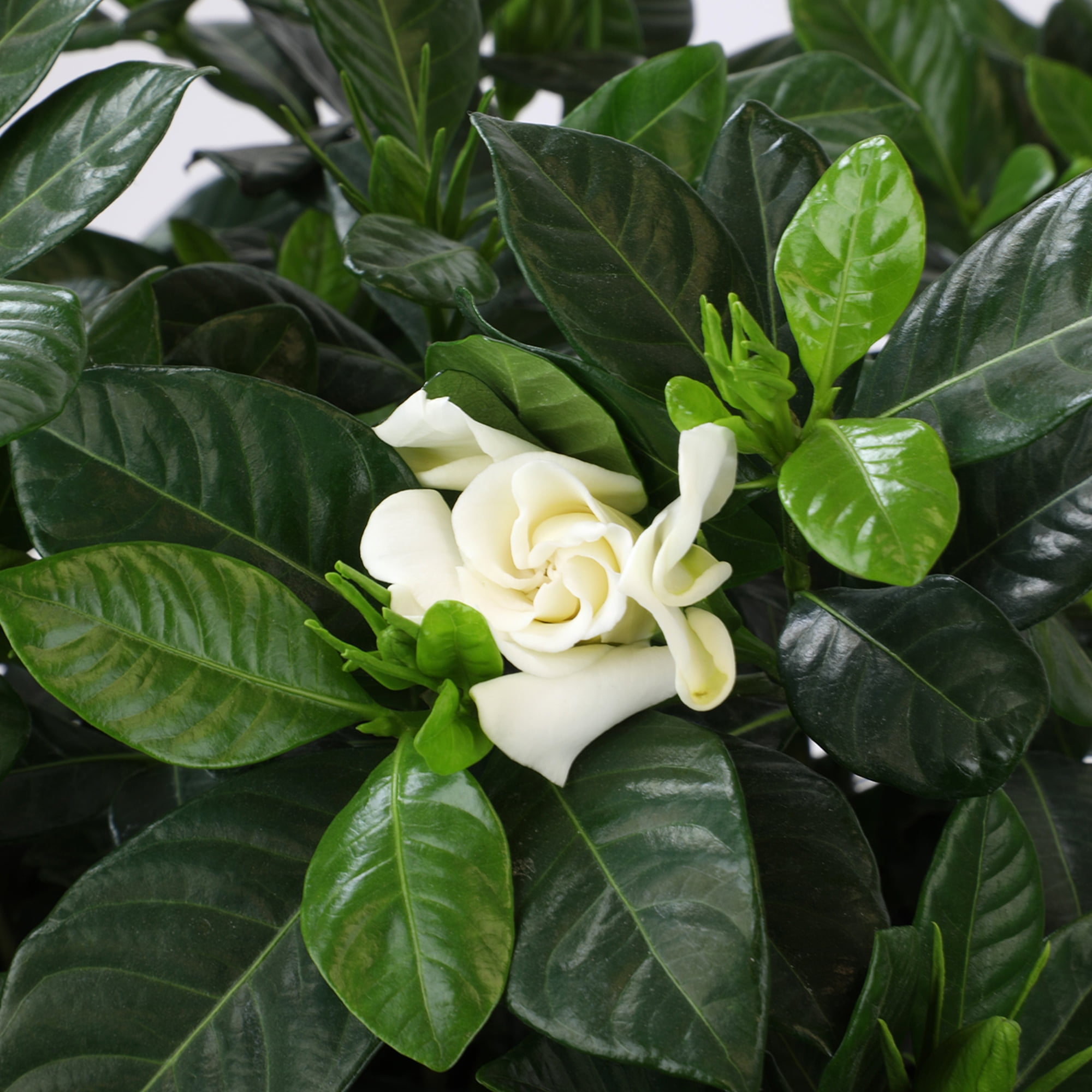 Altman Plants Gardenia Jasminoides Live Flowering Shrub (White, 1 gal) hcazo