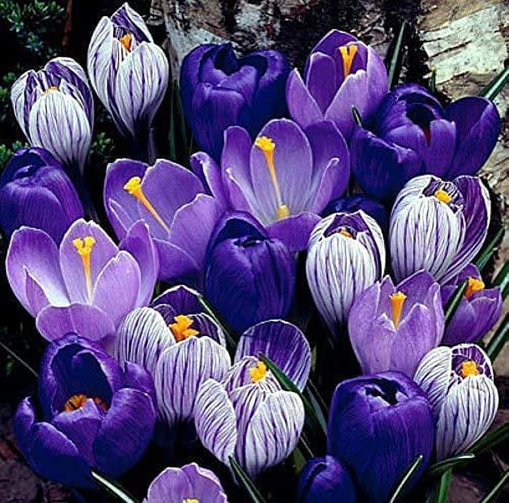 CZ Grain Blue Moon Crocus Flower Bulbs (Blue, 10 Pack) 3q1v4