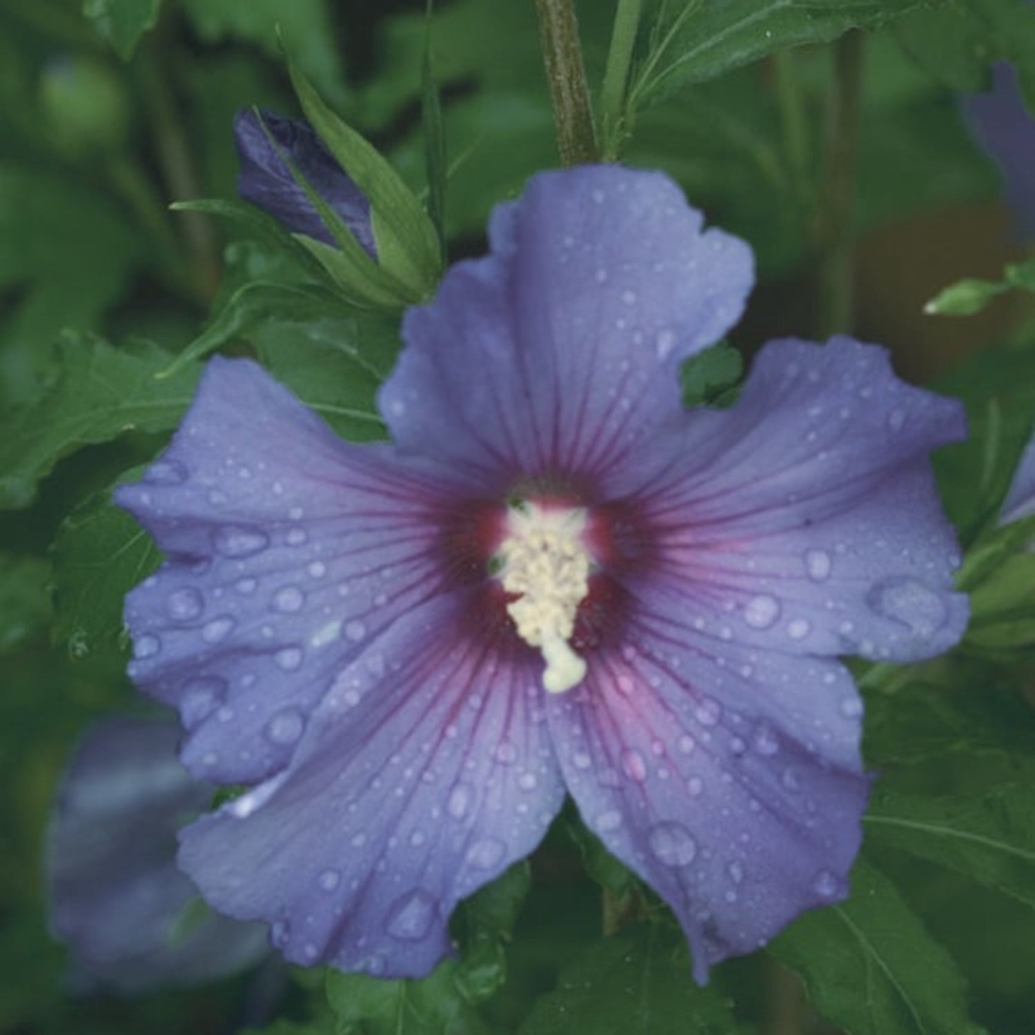 Proven Winners ColorChoice Azurri Blue Satin Rose of Sharon Live Shrub (Blue, 4.5 in Pot, 4 Count) 7zry1