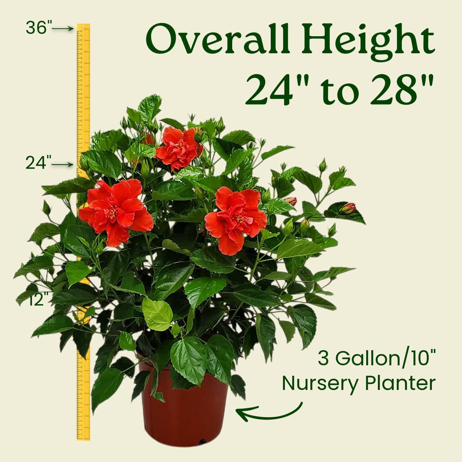 Tropical Plants of Florida Live Double Red Hibiscus Bush (Red, 24 in to 28 in) ctalv